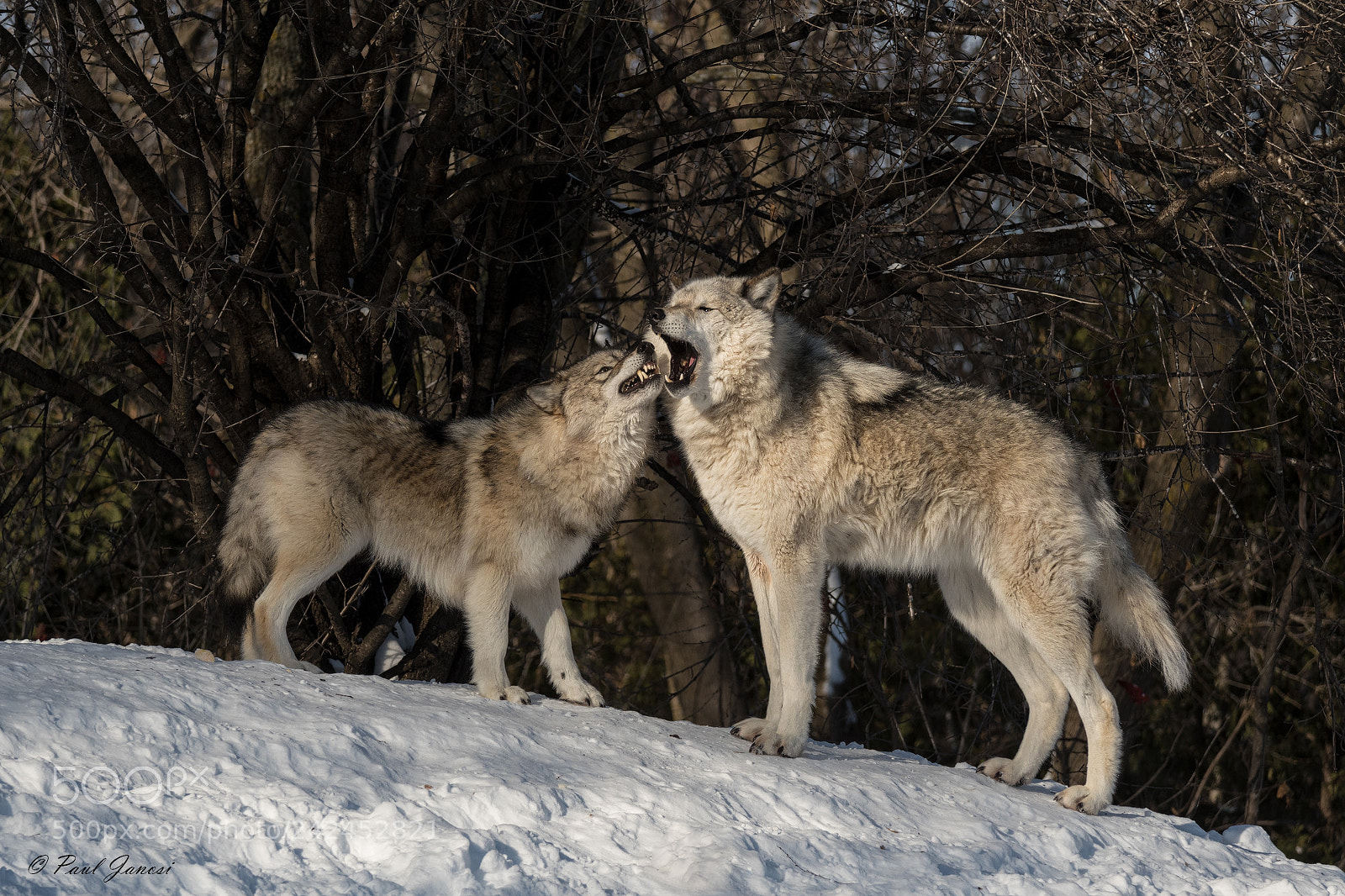Nikon D500 sample photo. Two timber wolves play photography