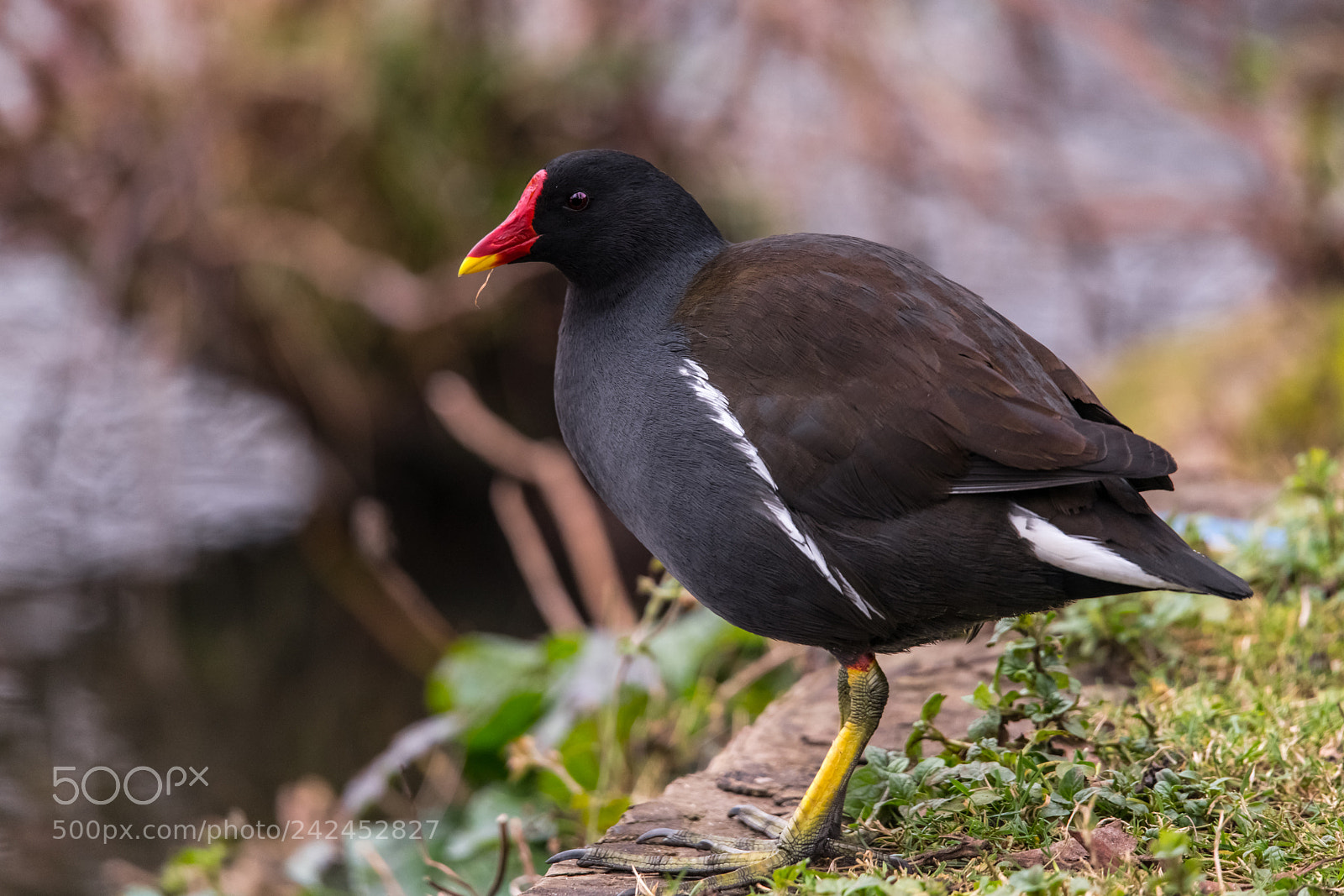 Nikon D850 sample photo. Moorhen photography