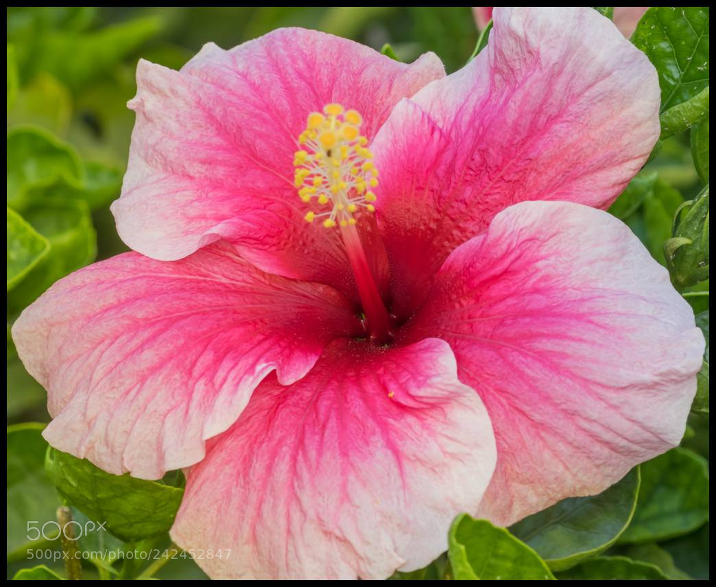 Canon EOS 7D Mark II sample photo. Flower photography