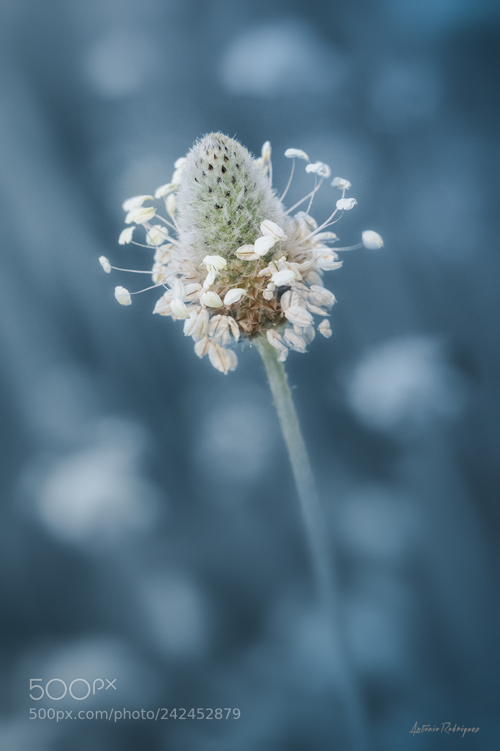 Nikon D7100 sample photo. Flor photography