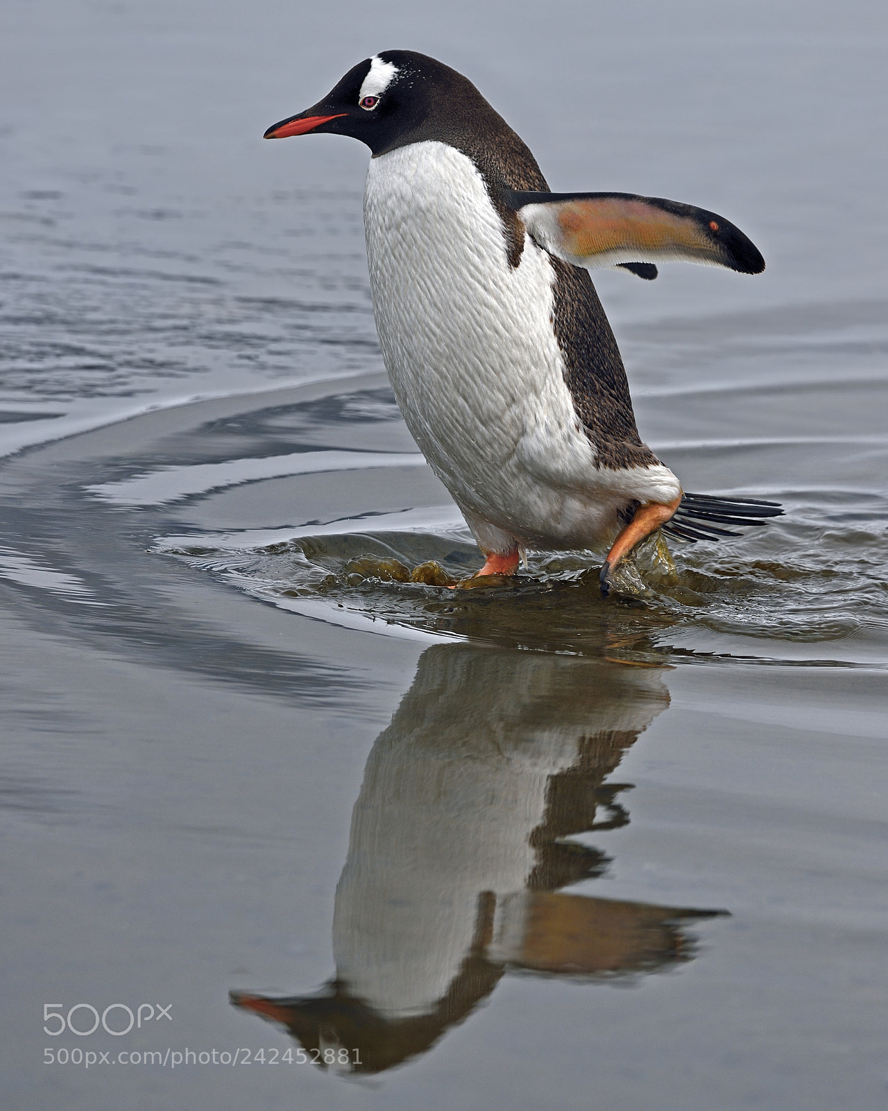 Nikon D4S sample photo. Diving buddy photography