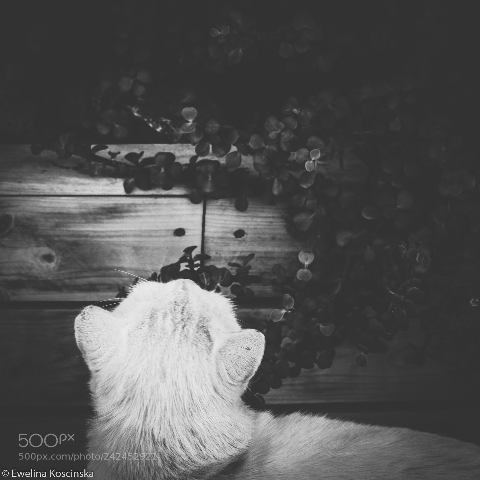 Sony Alpha DSLR-A580 sample photo. White cat photography