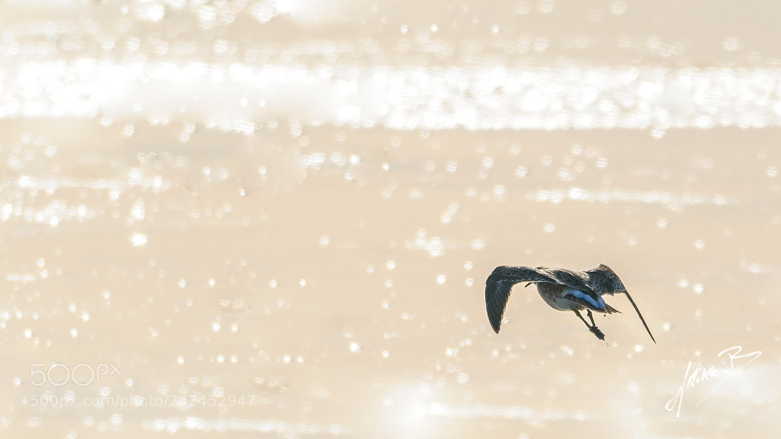Nikon D300S sample photo. Oiseaux des marais photography