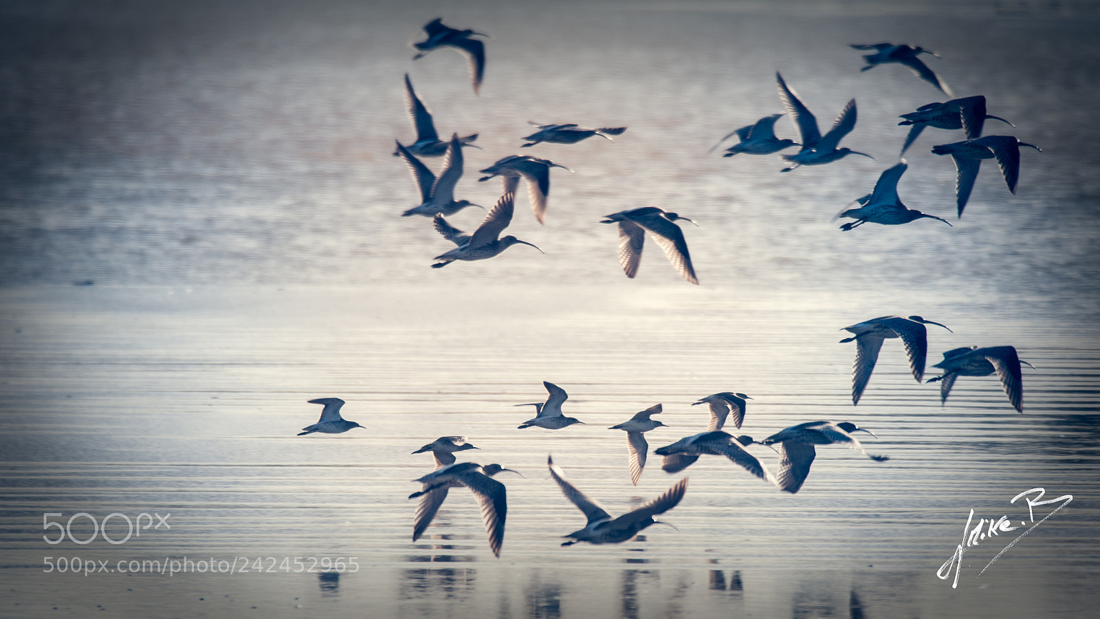 Nikon D300S sample photo. Oiseaux des marais photography