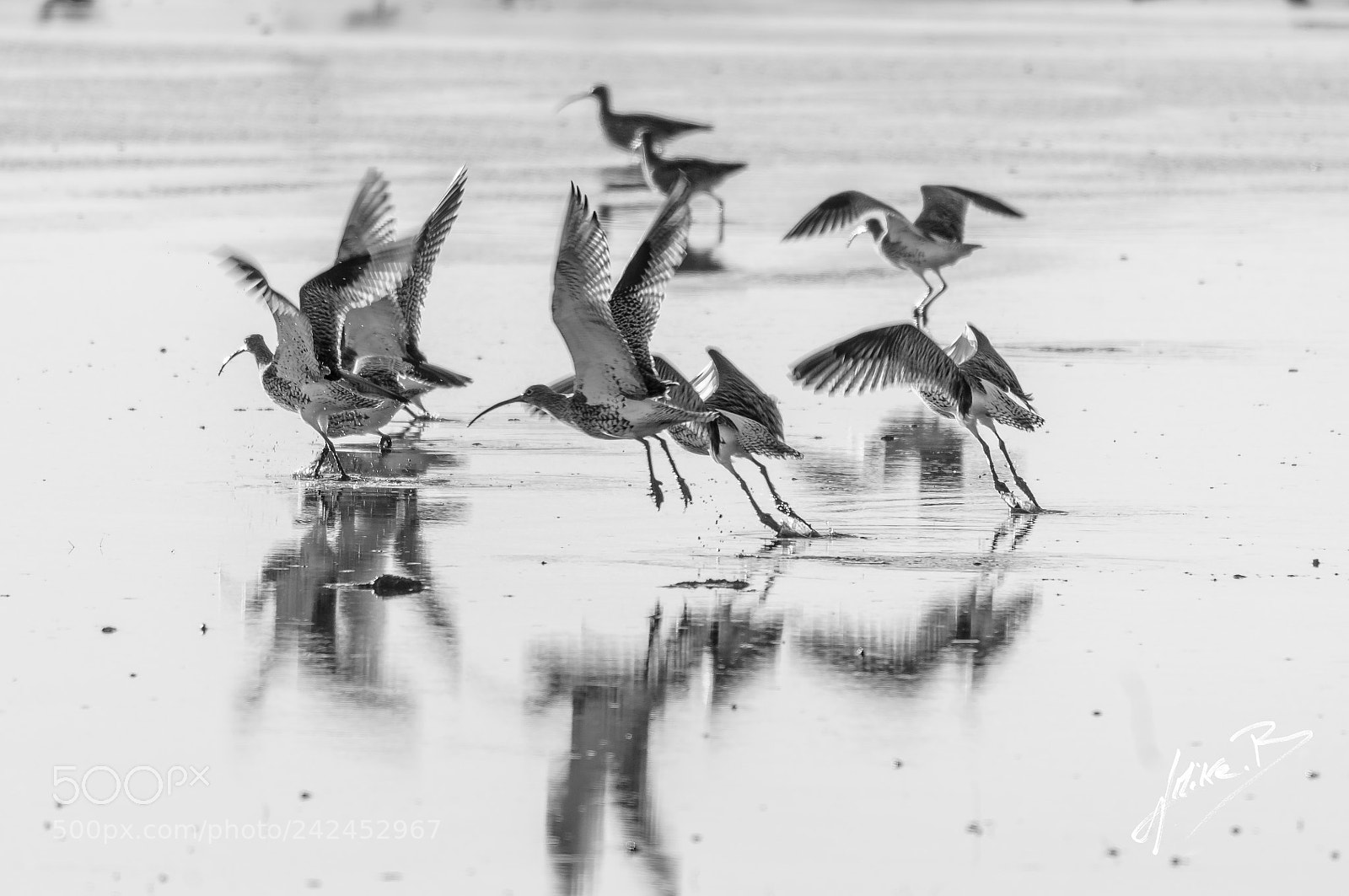 Nikon D300S sample photo. Oiseaux des marais photography