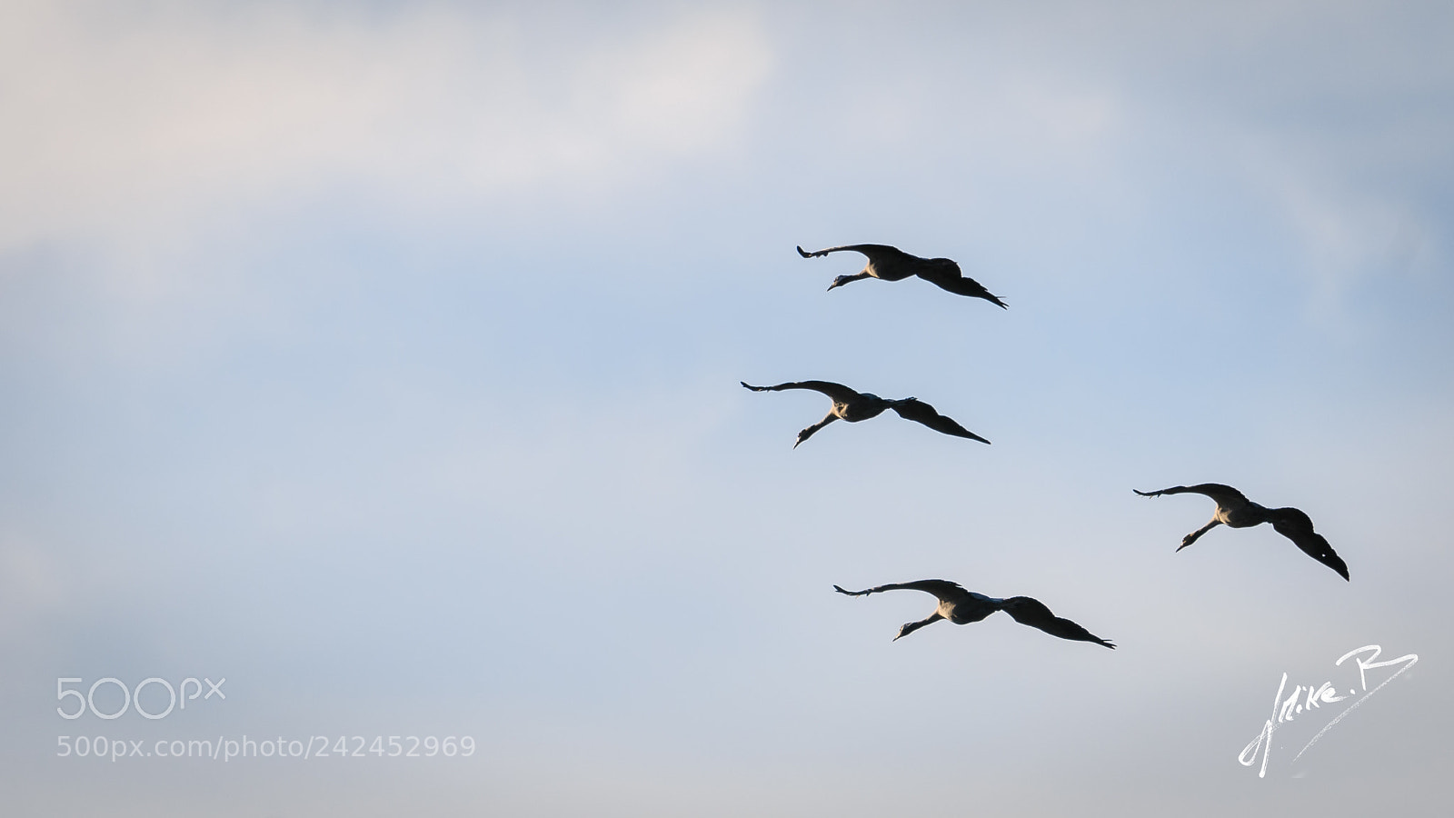 Nikon D300S sample photo. Oiseaux des marais photography