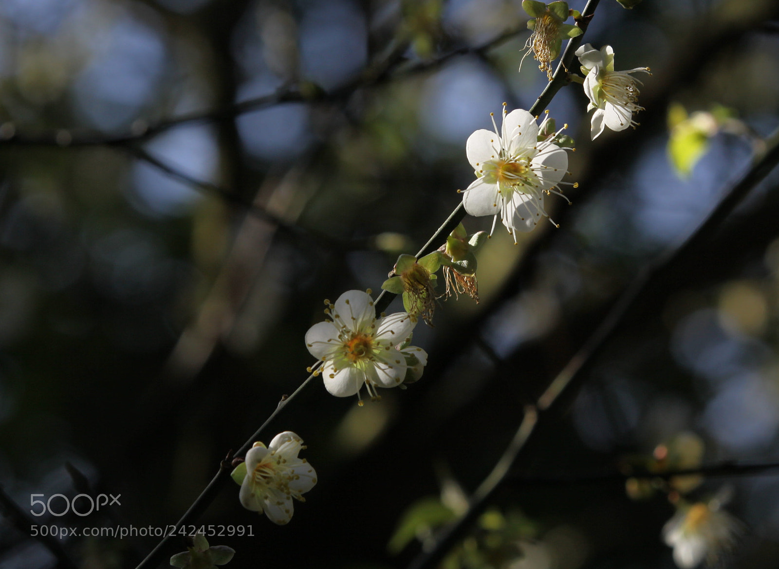 Canon EOS 50D sample photo. Untitled photography
