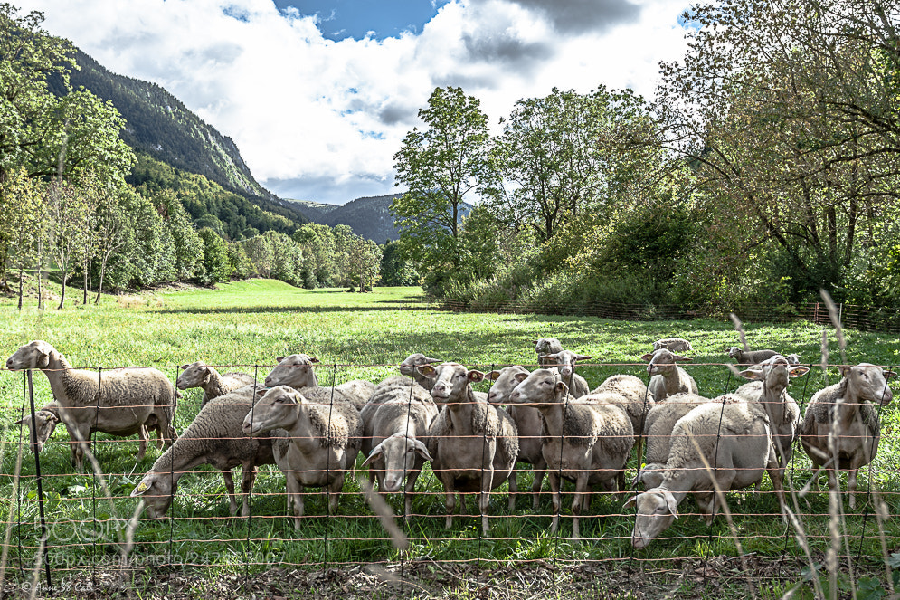 Canon EOS-1D Mark III sample photo. Pano photography