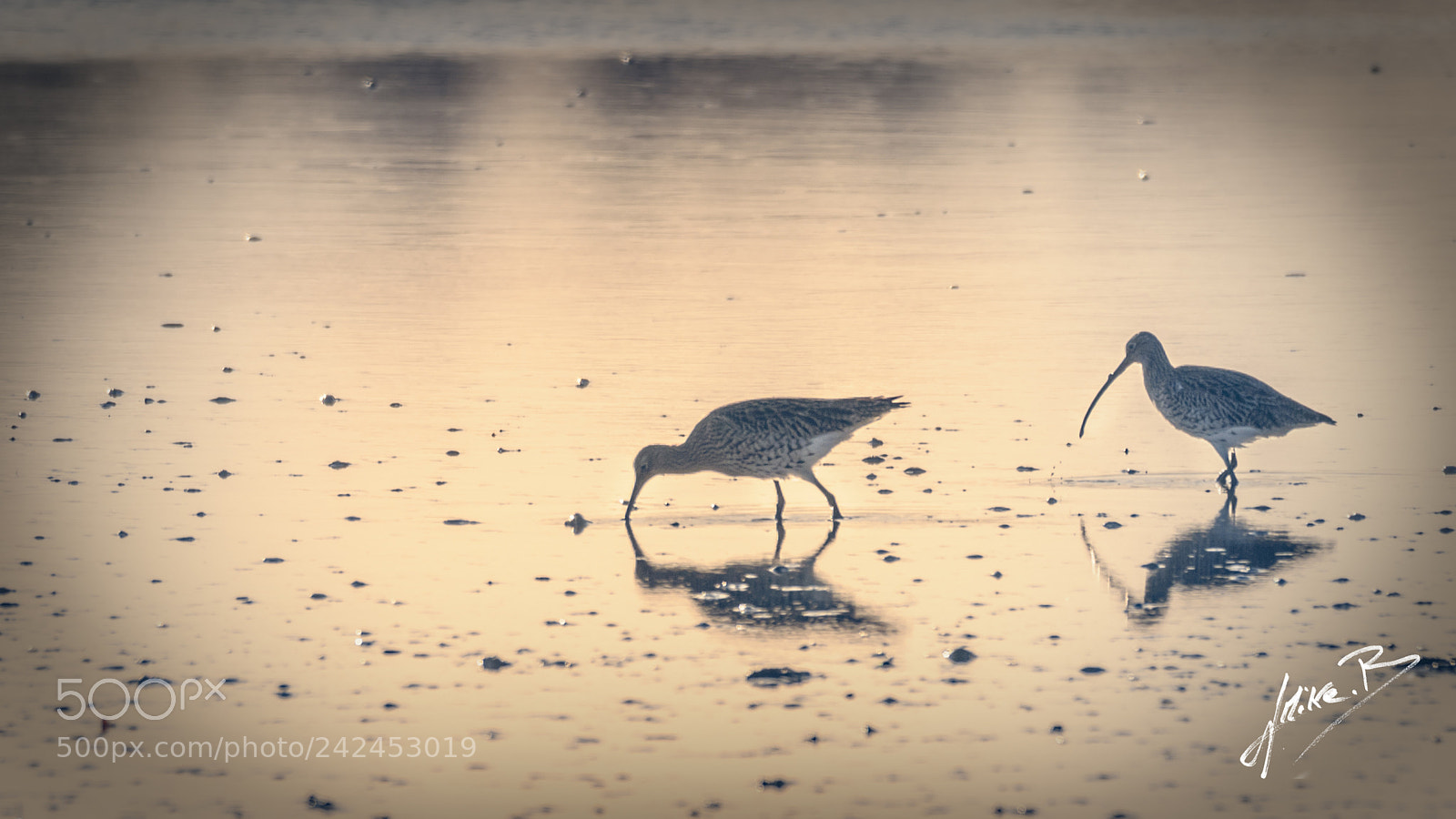 Nikon D300S sample photo. Oiseaux des marais photography
