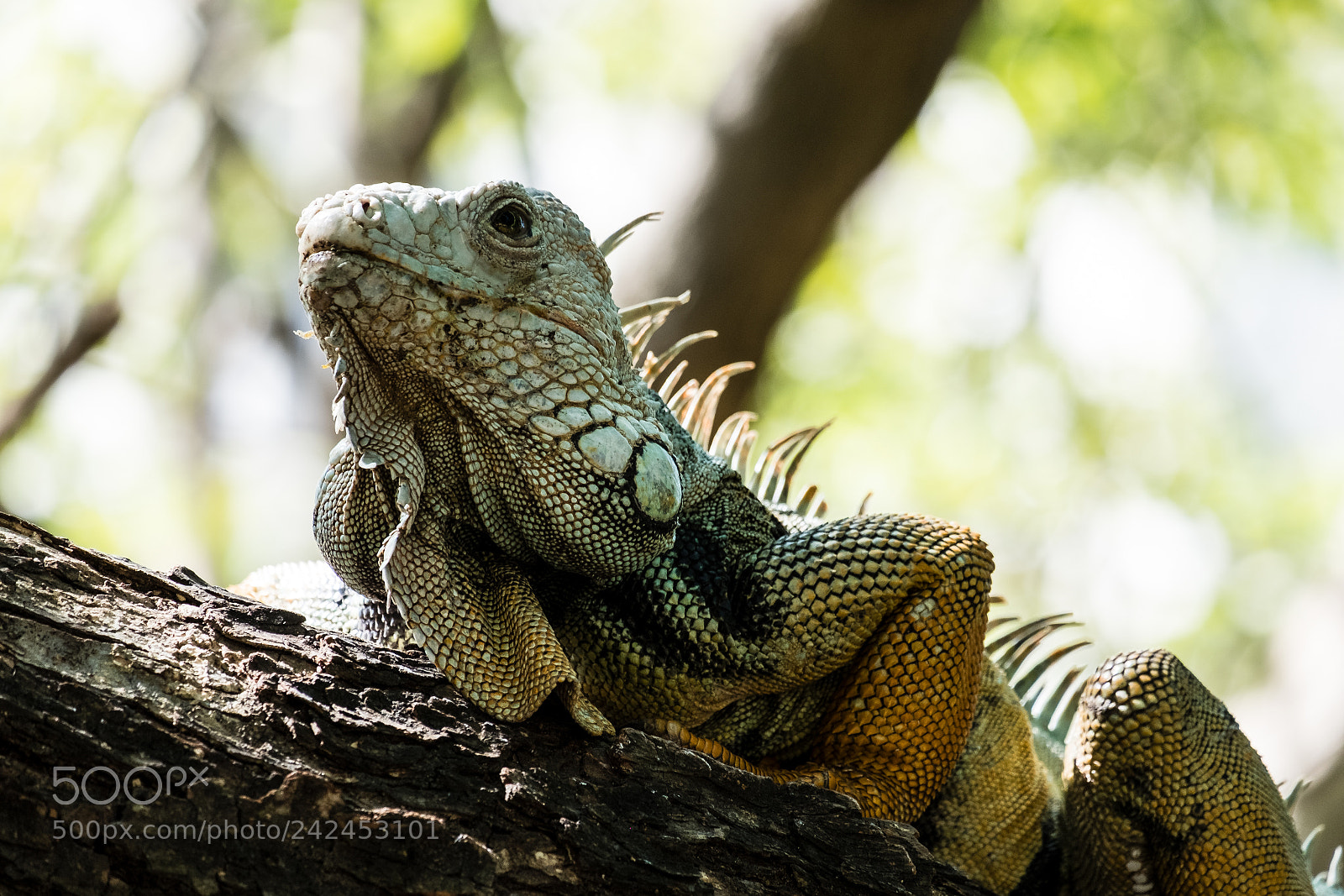 Fujifilm X-T20 sample photo. Iguana photography