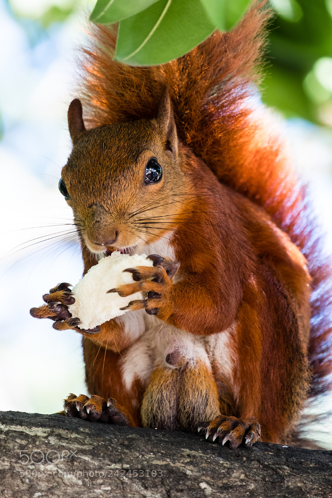 Fujifilm X-T20 sample photo. Squirrel photography