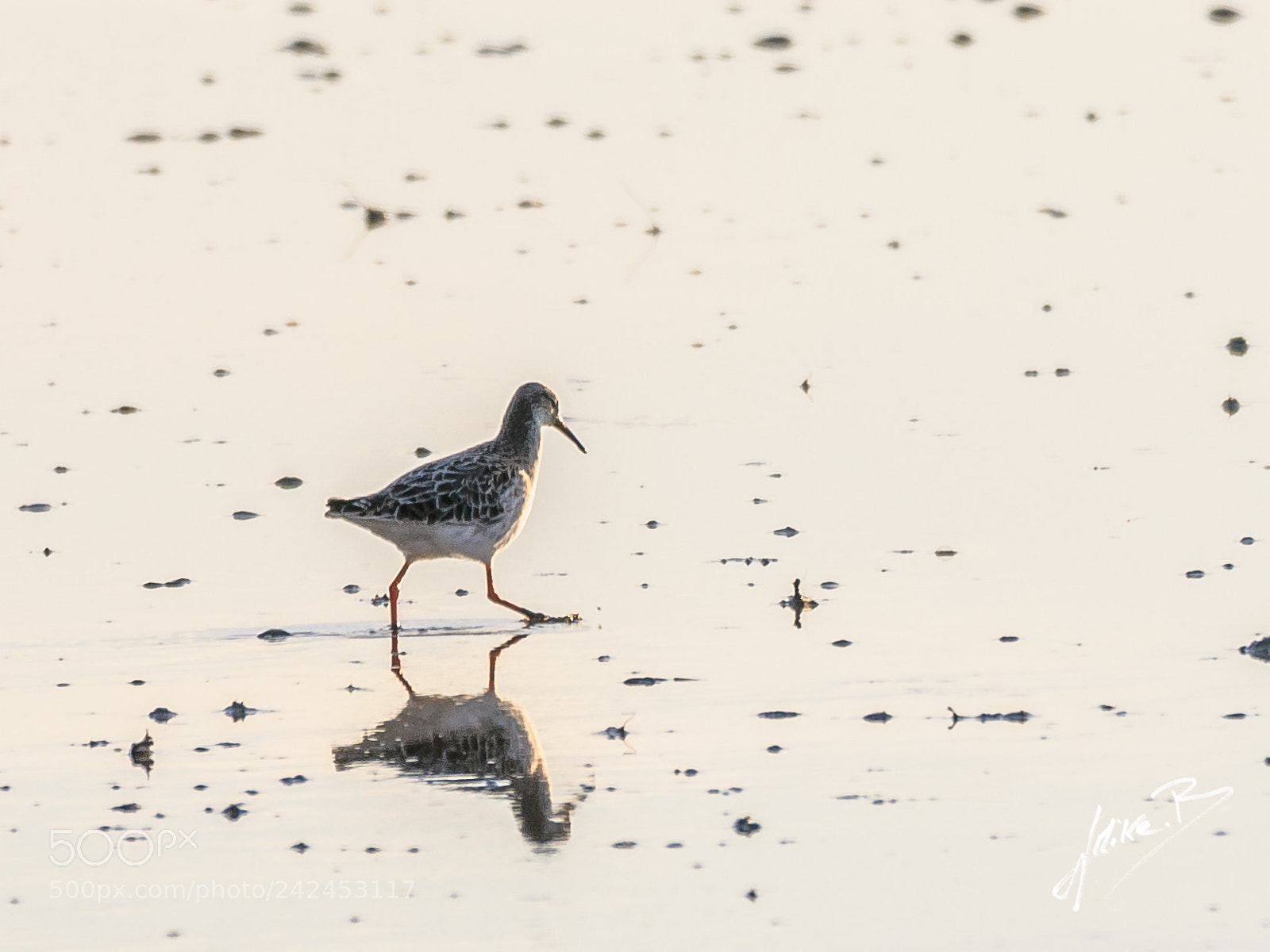 Nikon D300S sample photo. Oiseaux des marais photography