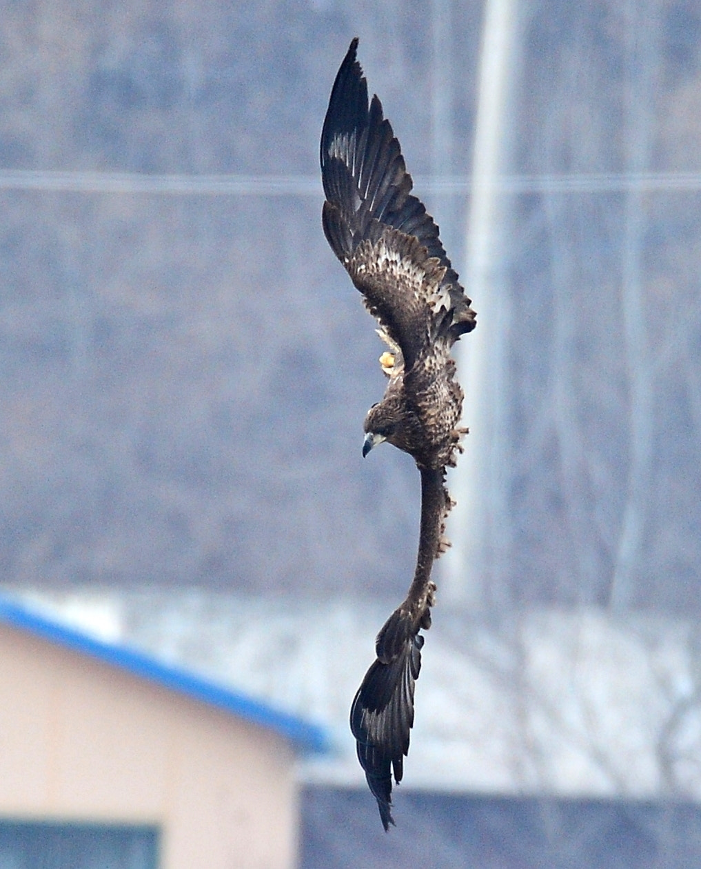 Nikon D4 sample photo. White-tailed sea eagle photography