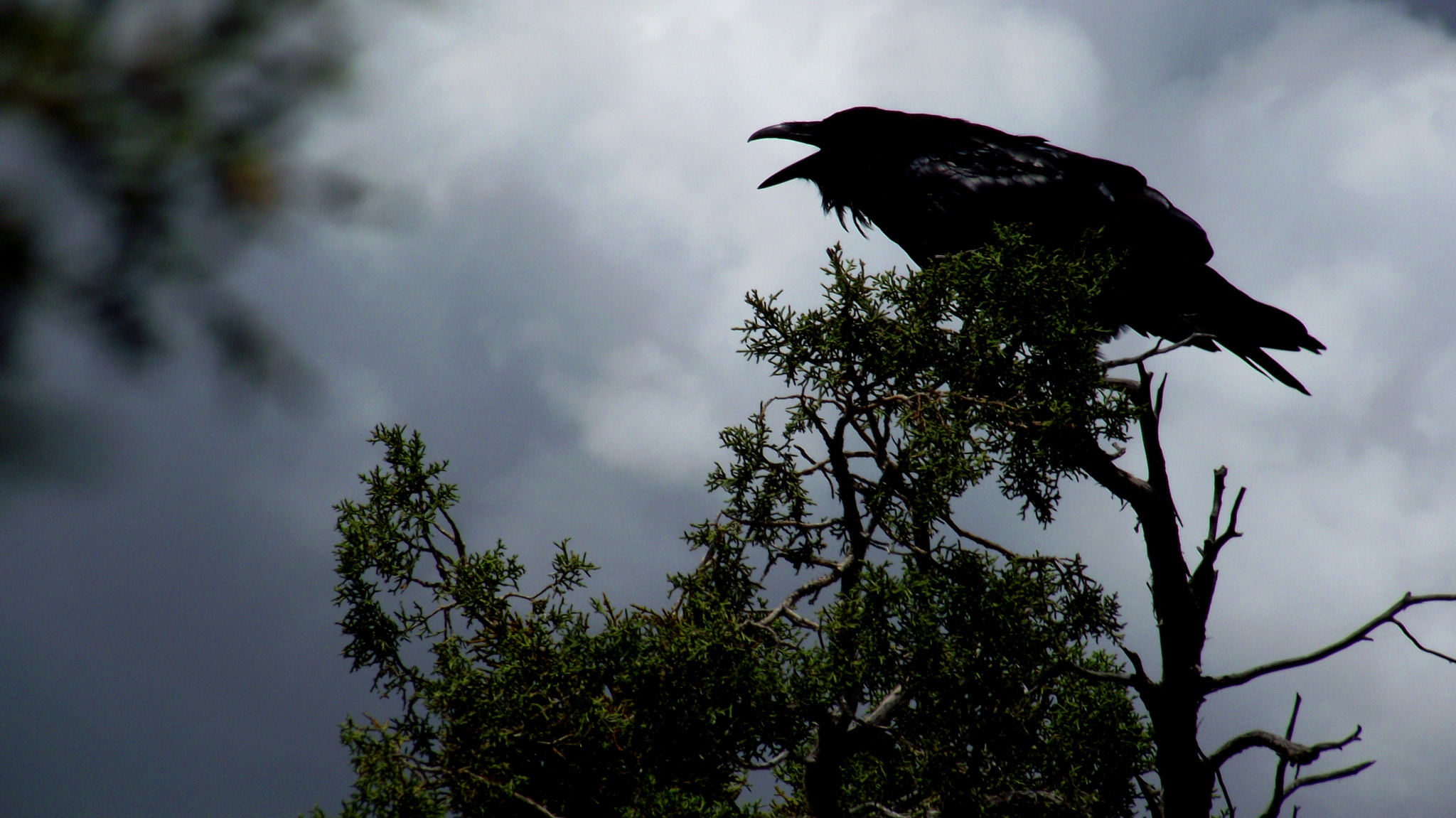 FujiFilm FinePix S1600 (FinePix S1770) sample photo. The crow photography