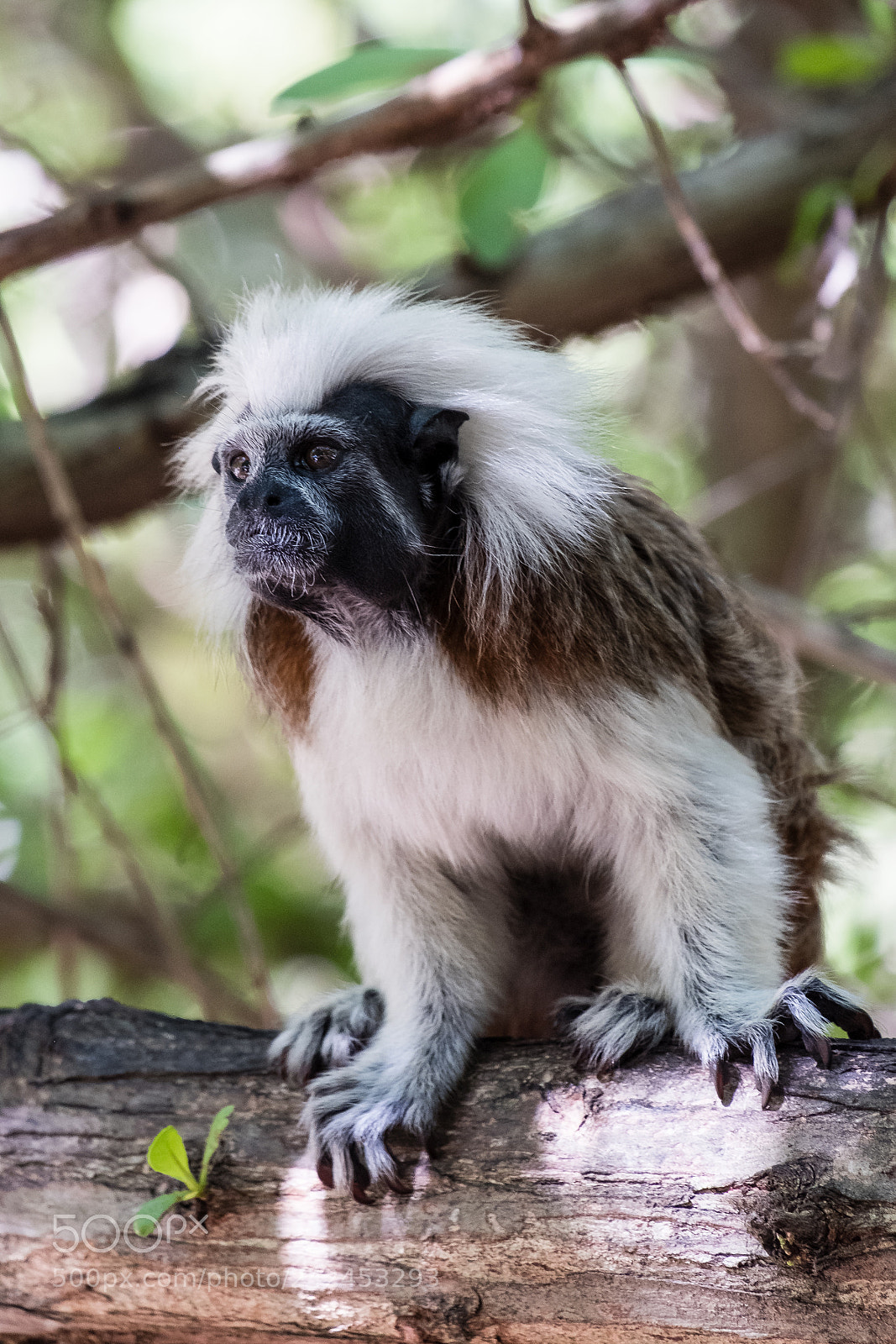 Fujifilm X-T20 sample photo. Cottonhead tamarin photography