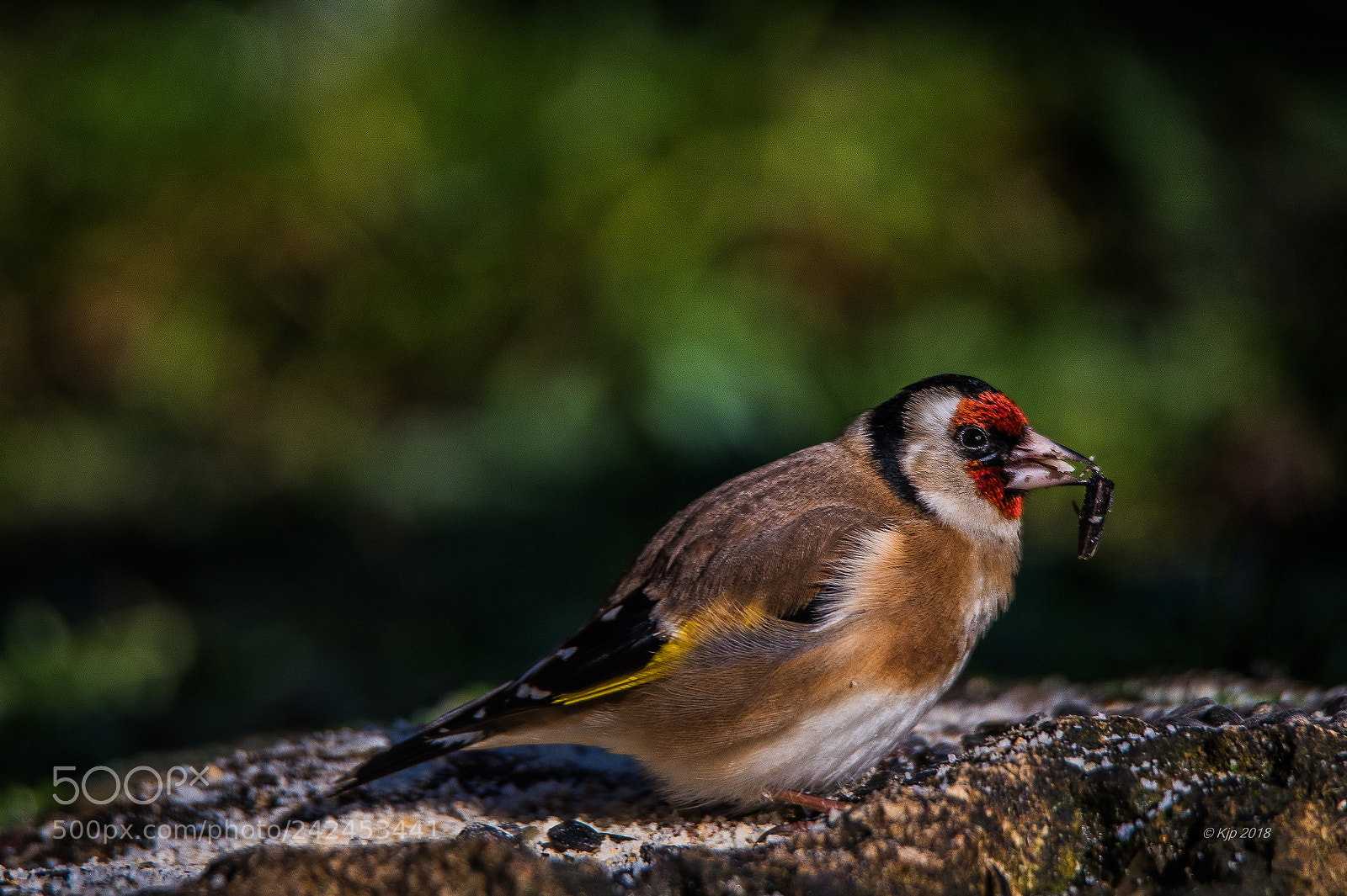 Nikon D850 sample photo. Chardonneret f 20180114 13h00 pgy photography