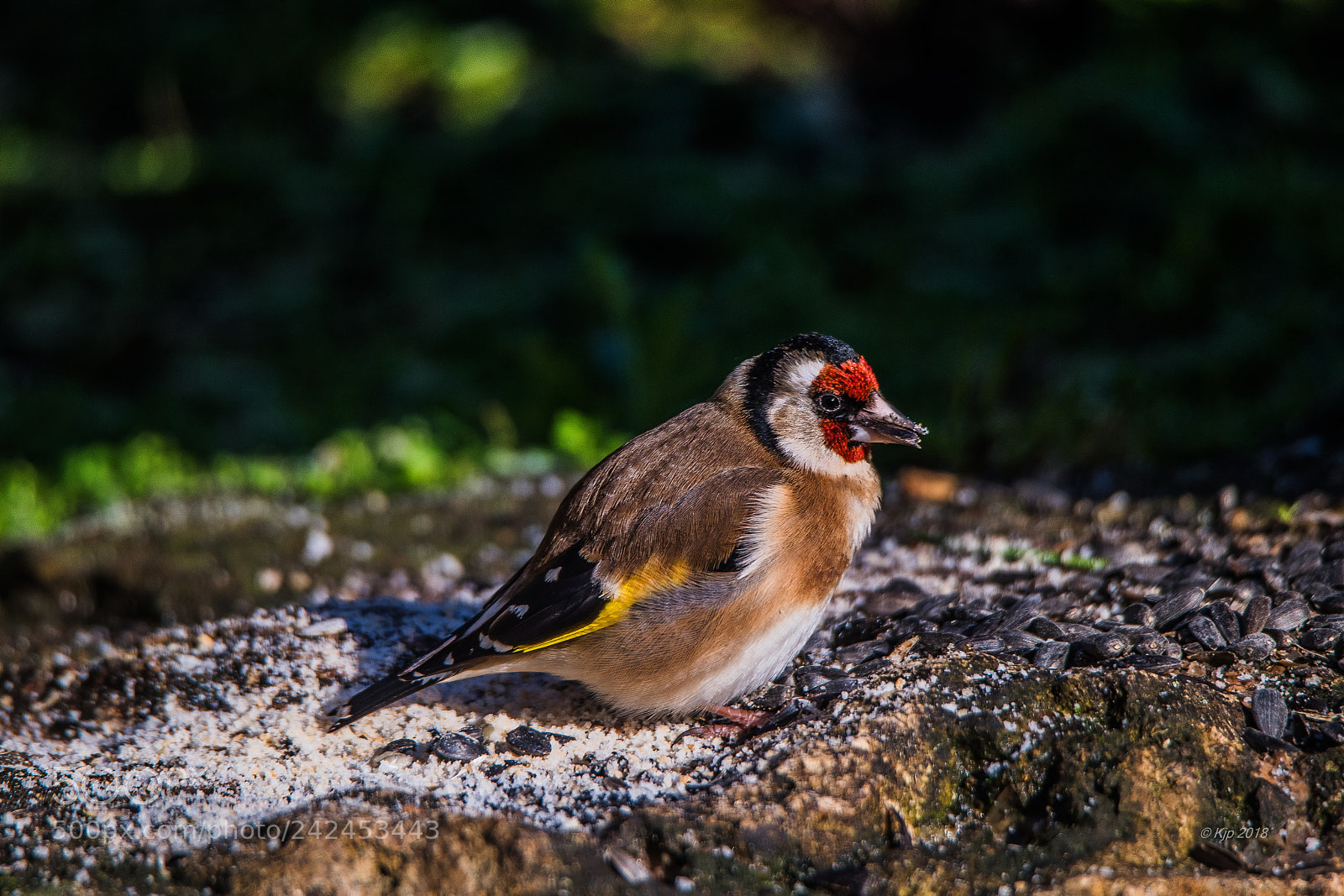 Nikon D850 sample photo. Chardonneret f 20180114 13h00 pgy photography