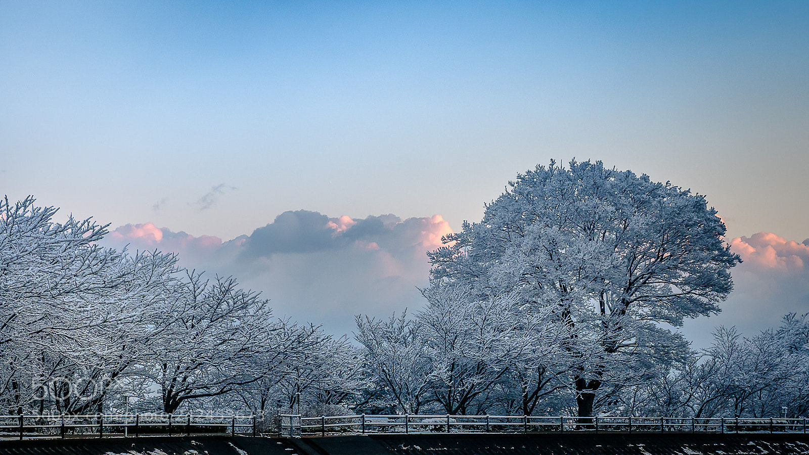 Olympus OM-D E-M1 Mark II sample photo. Frozen morning photography