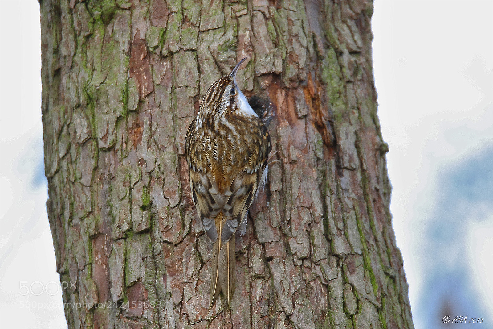 Canon EOS 7D Mark II sample photo. Perfect camouflage photography