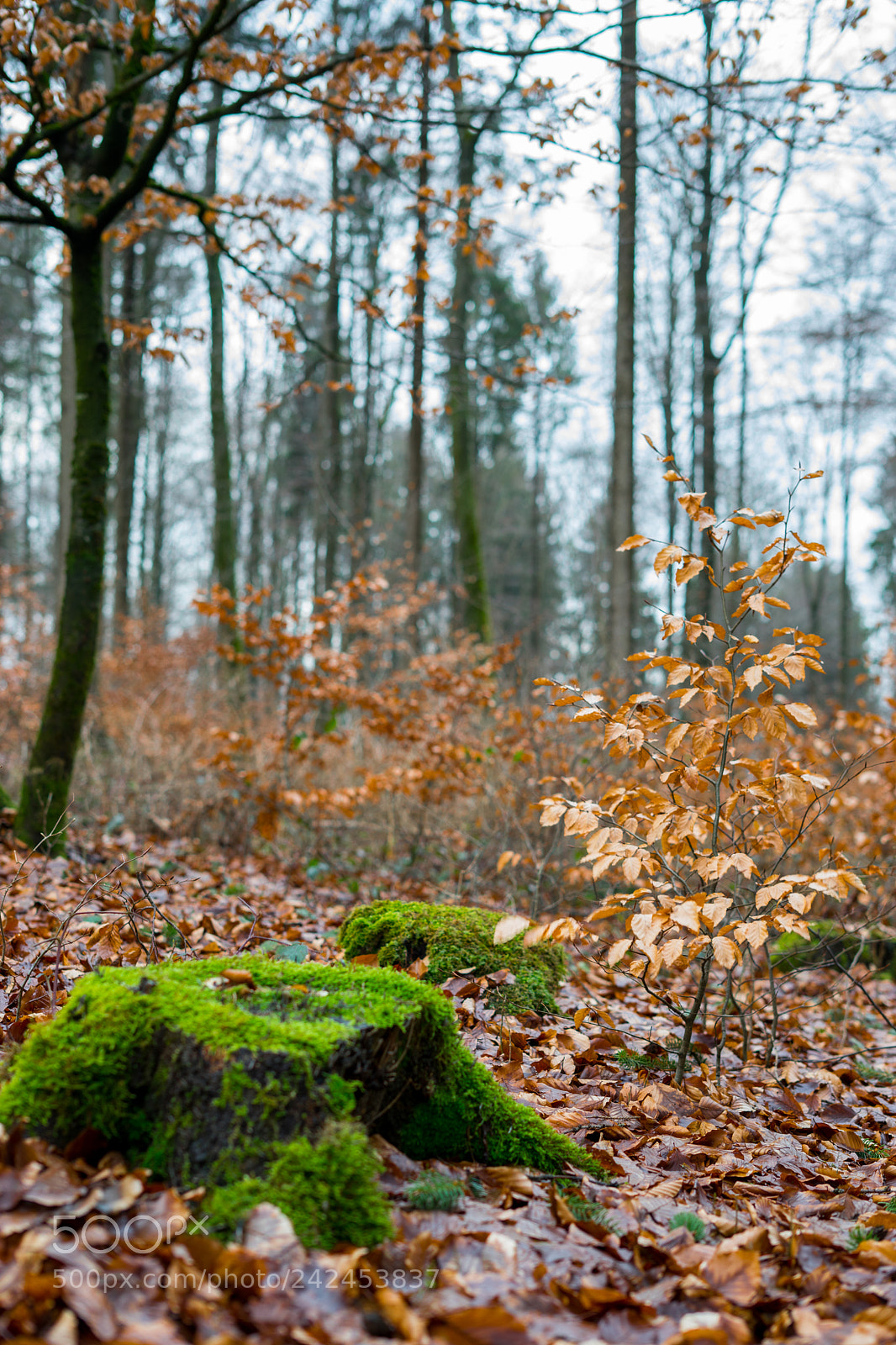 Sony a7 sample photo. In the woods photography