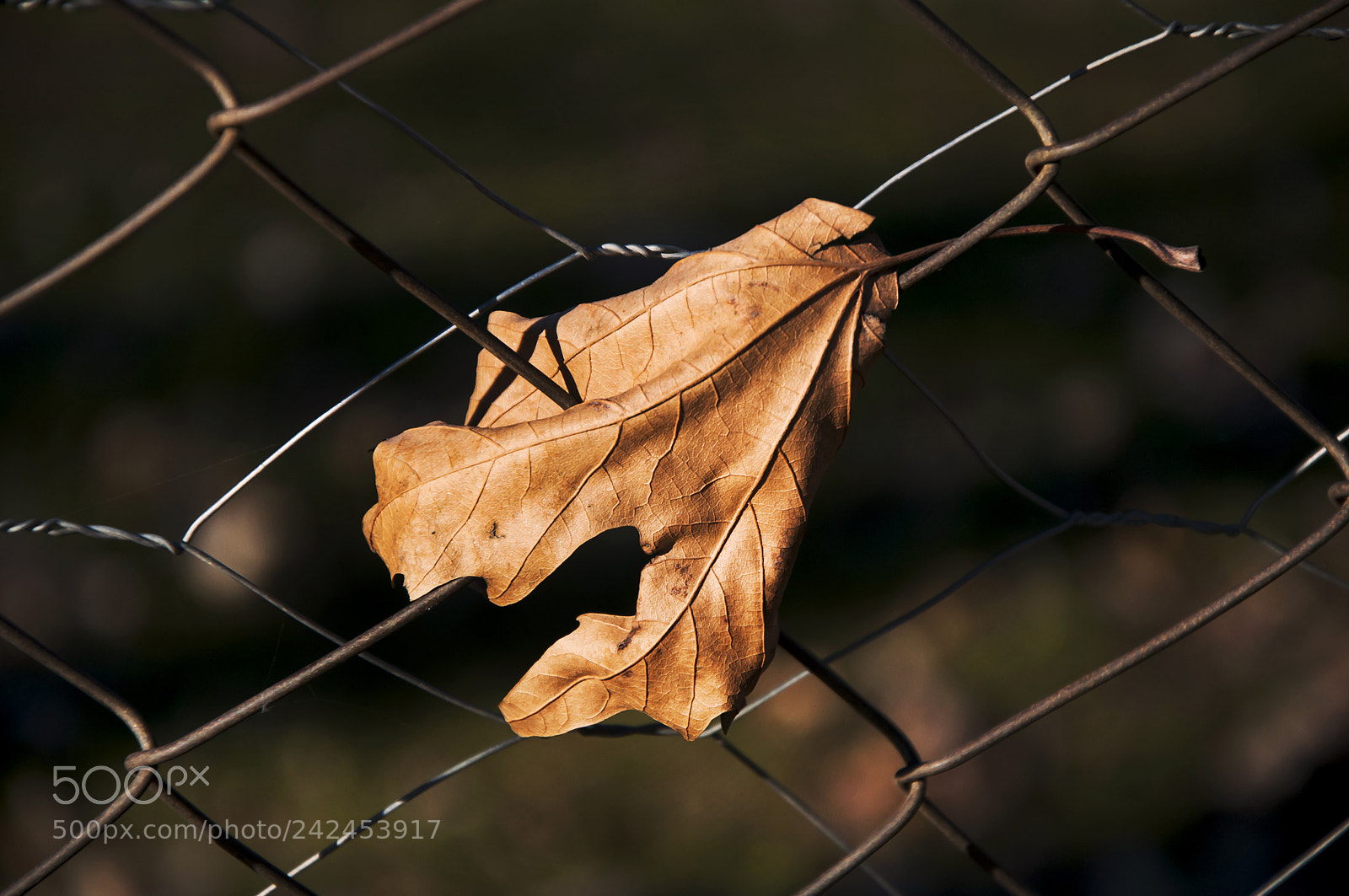 Nikon D90 sample photo. Yaprak photography