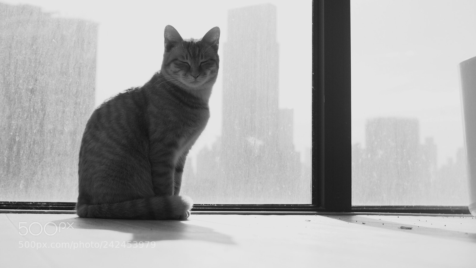 Olympus PEN E-PL7 sample photo. Cat in a metropolitan photography