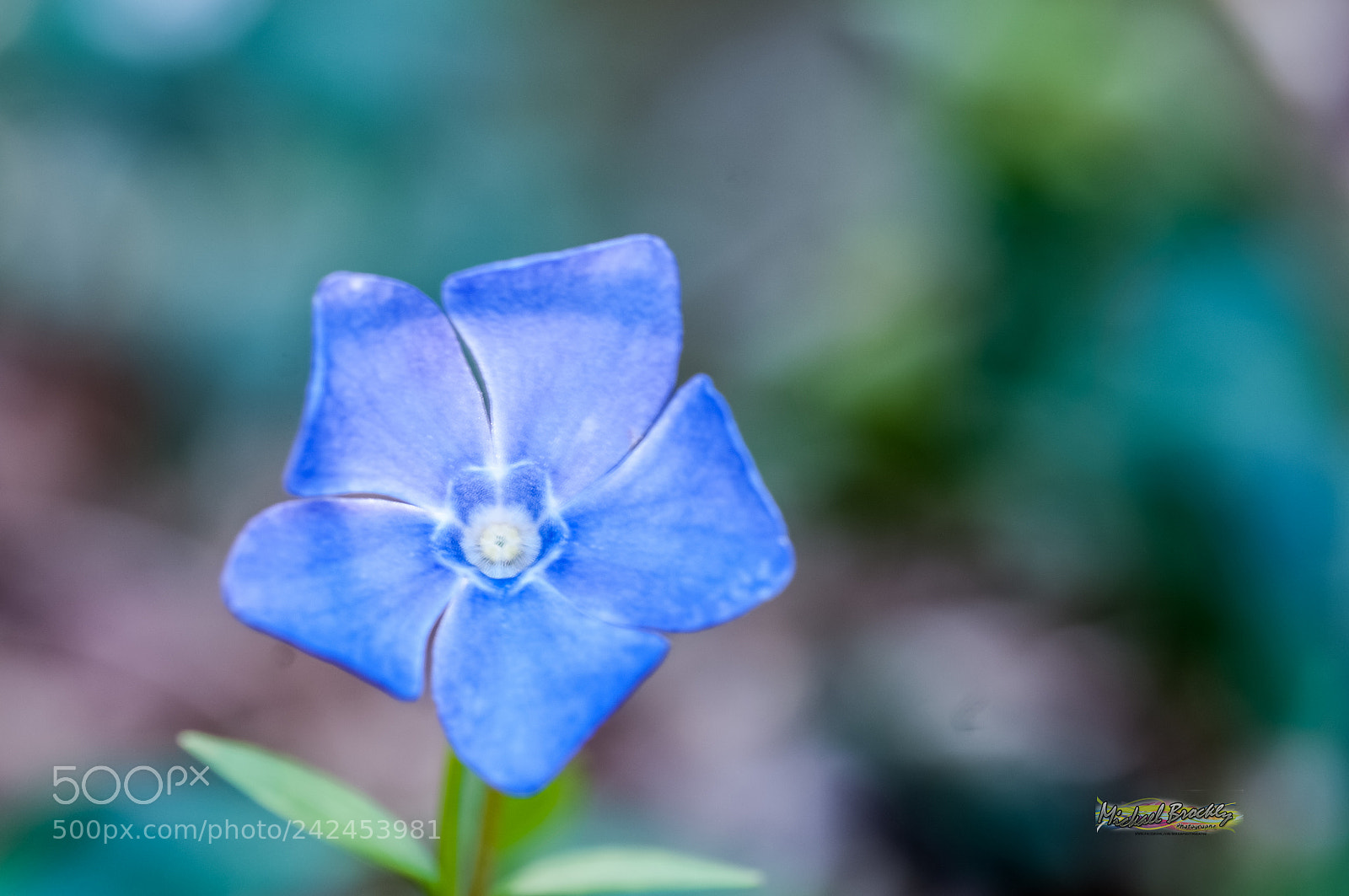 Nikon D300S sample photo. Violette photography