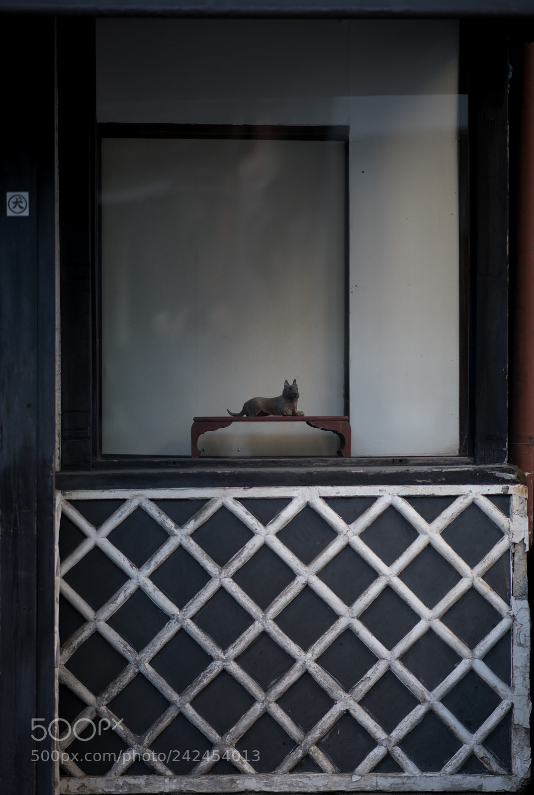 Nikon D850 sample photo. Dog photography