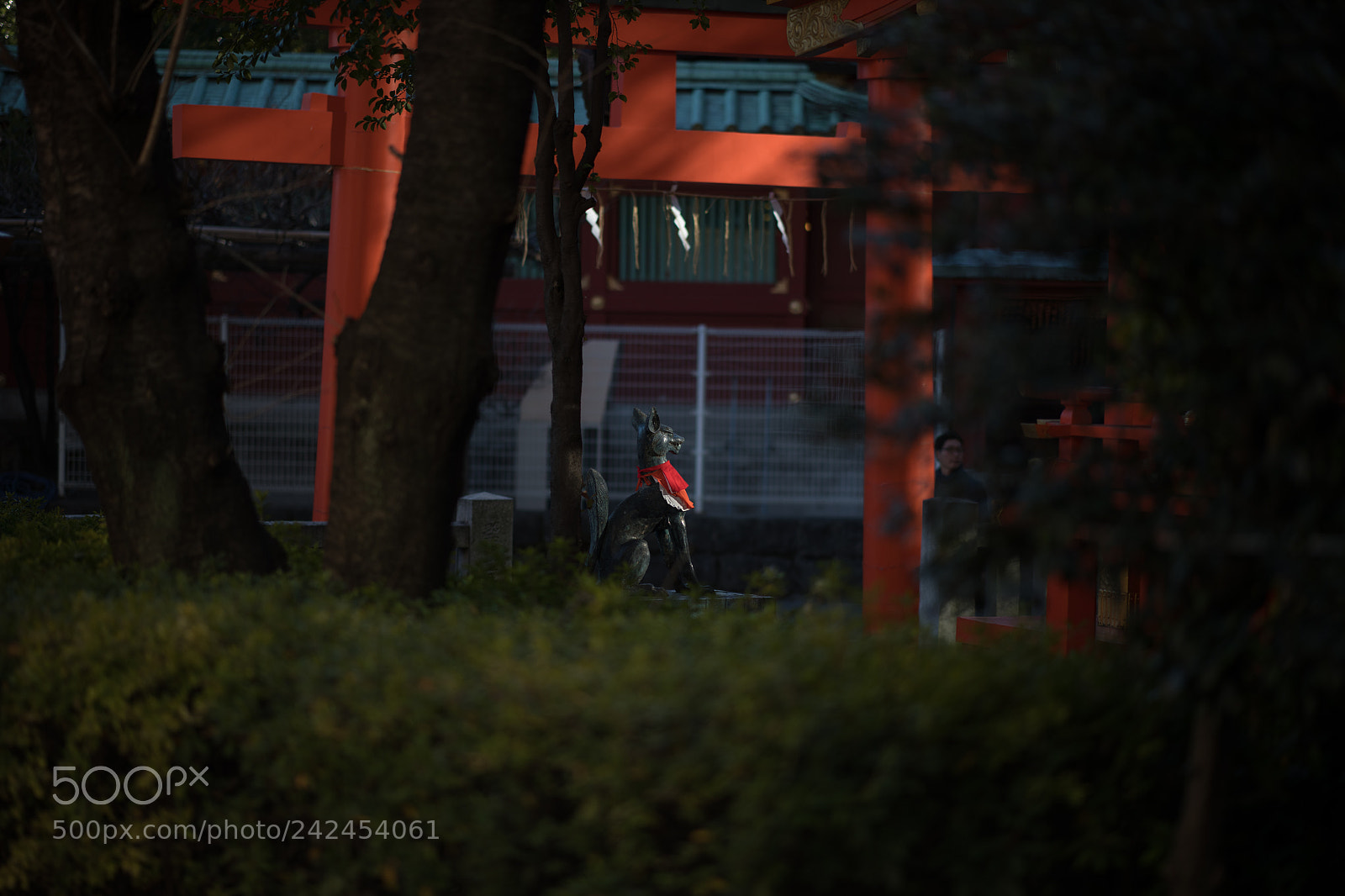 Nikon D850 sample photo. 神々しい photography