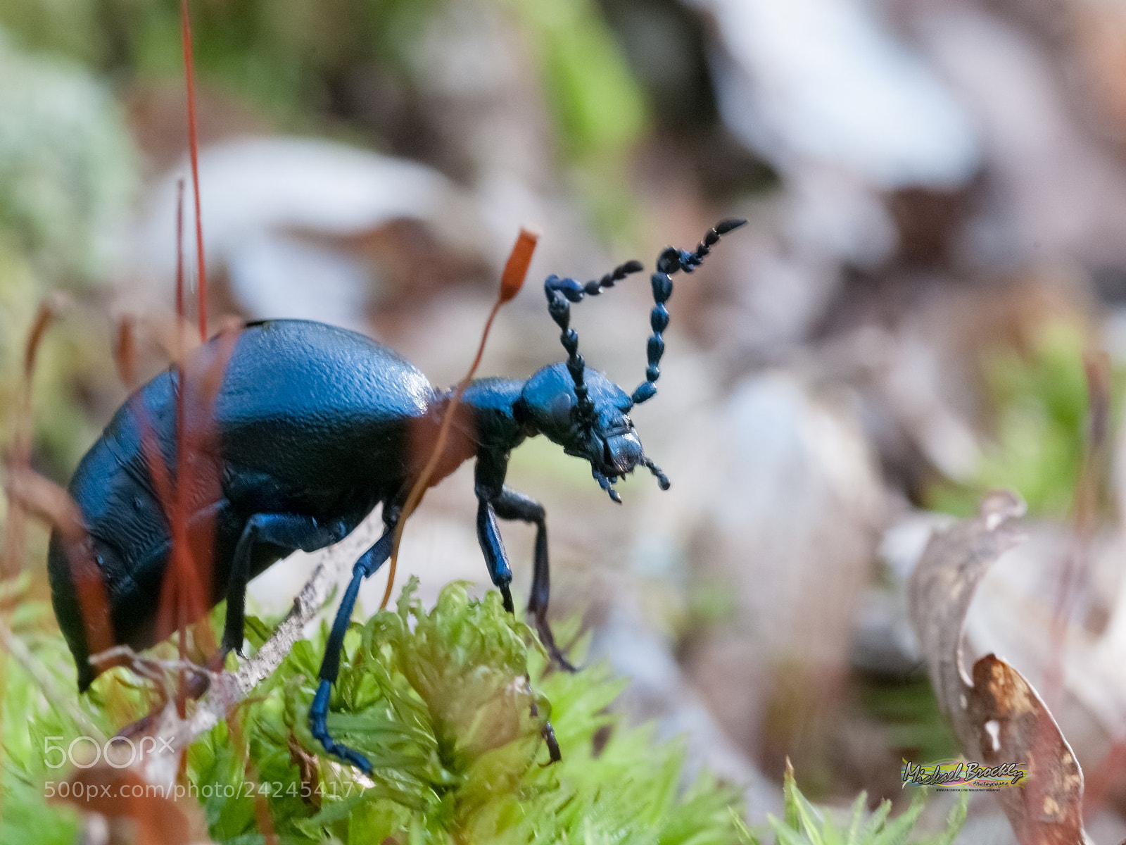 Nikon D300S sample photo. Insecte photography