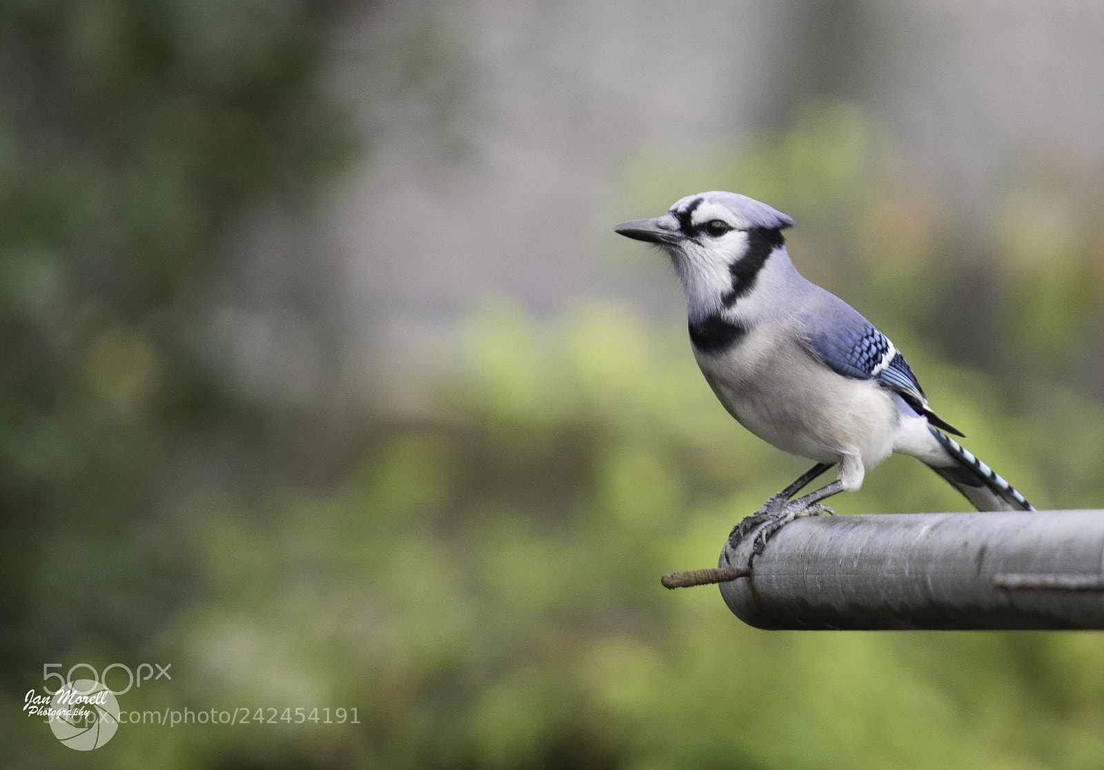 Nikon D5500 sample photo. Female blue jay photography