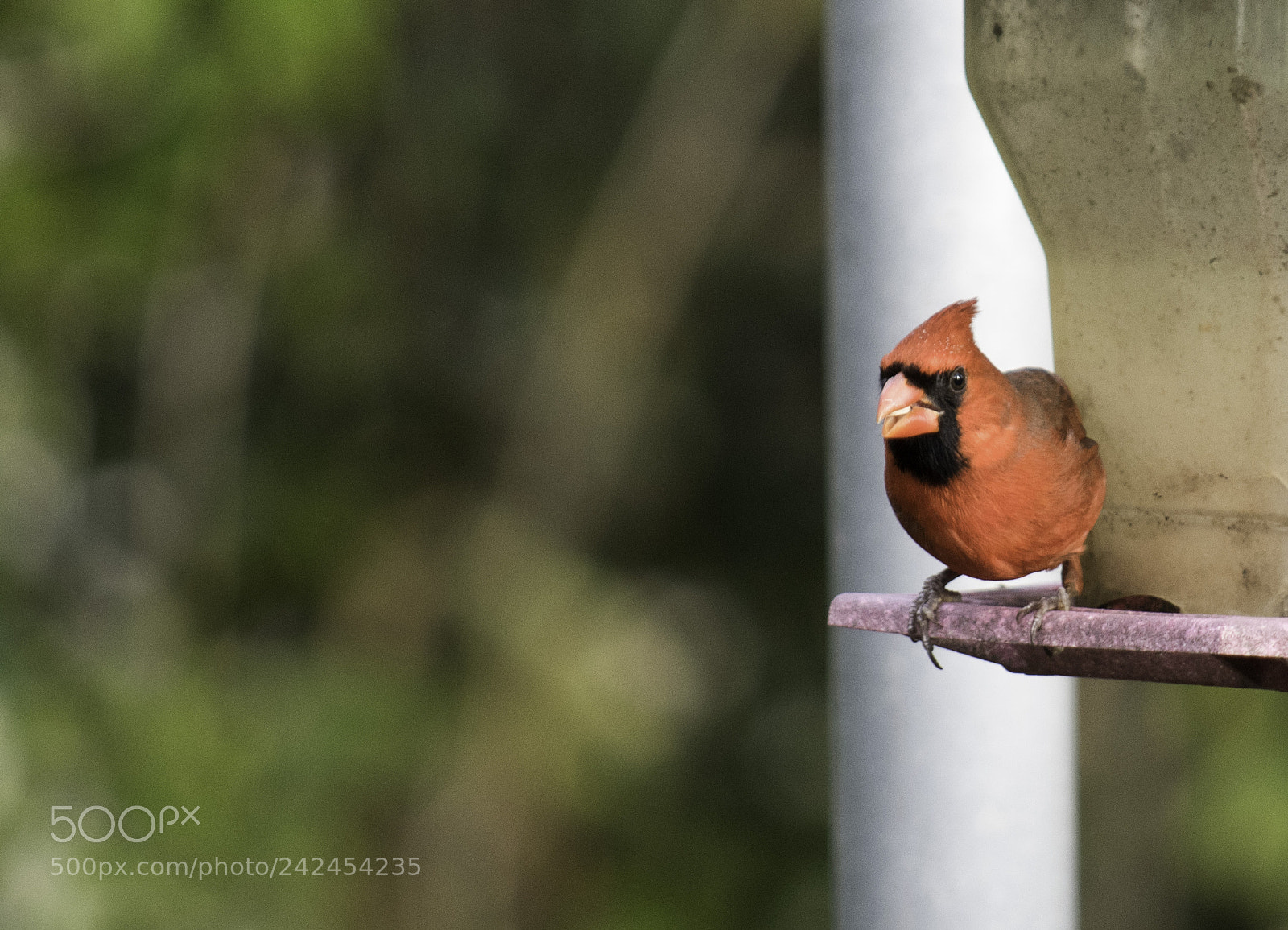 Nikon D5500 sample photo. Male cardinal photography