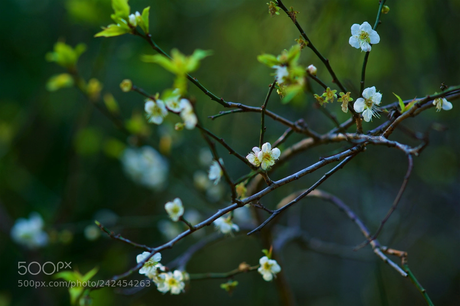 Sony Alpha a99 sample photo. 梅花 photography