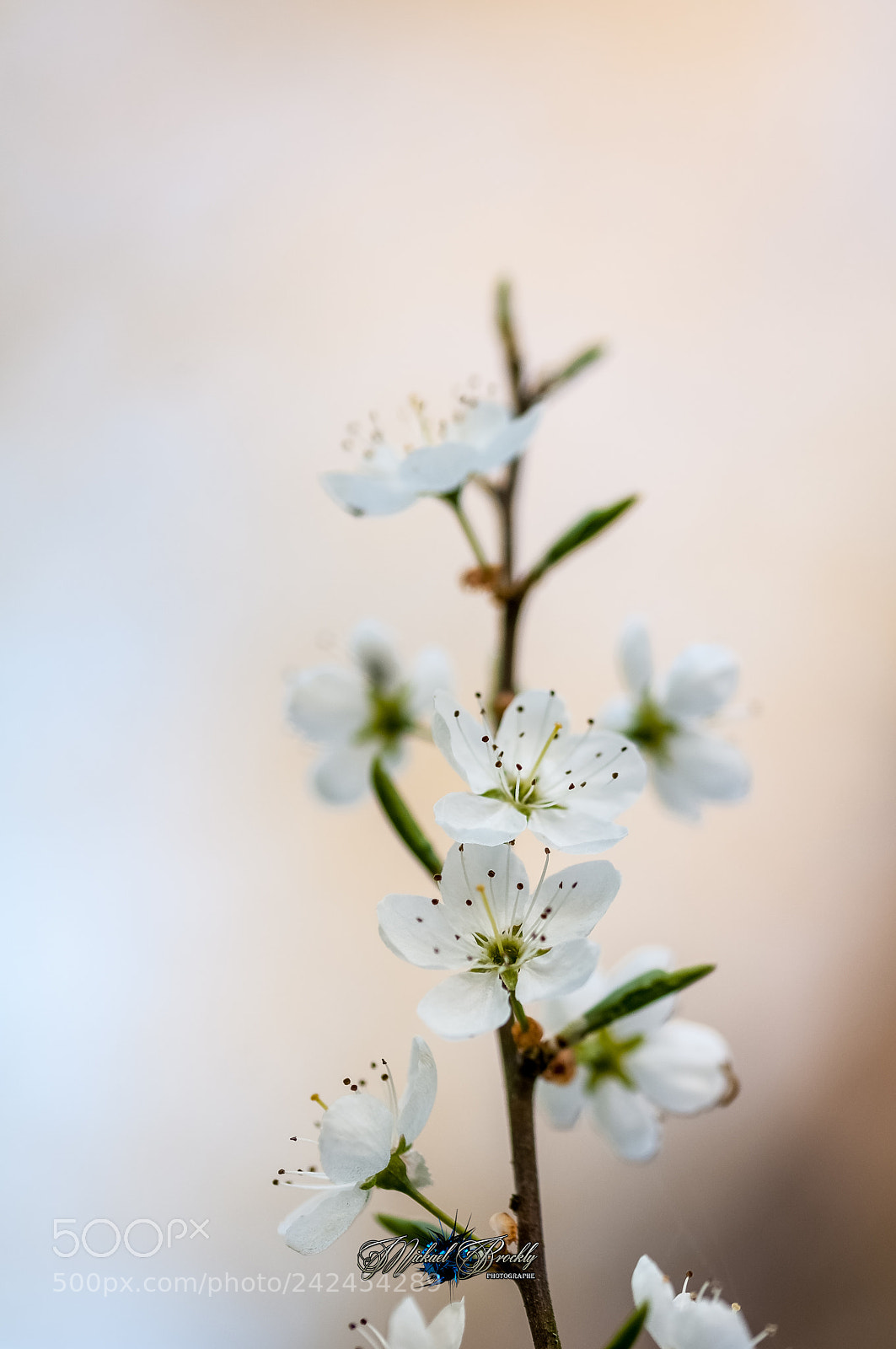 Nikon D300S sample photo. Fleur photography