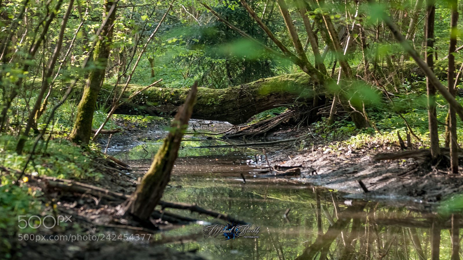 Nikon D300S sample photo. Sous bois photography