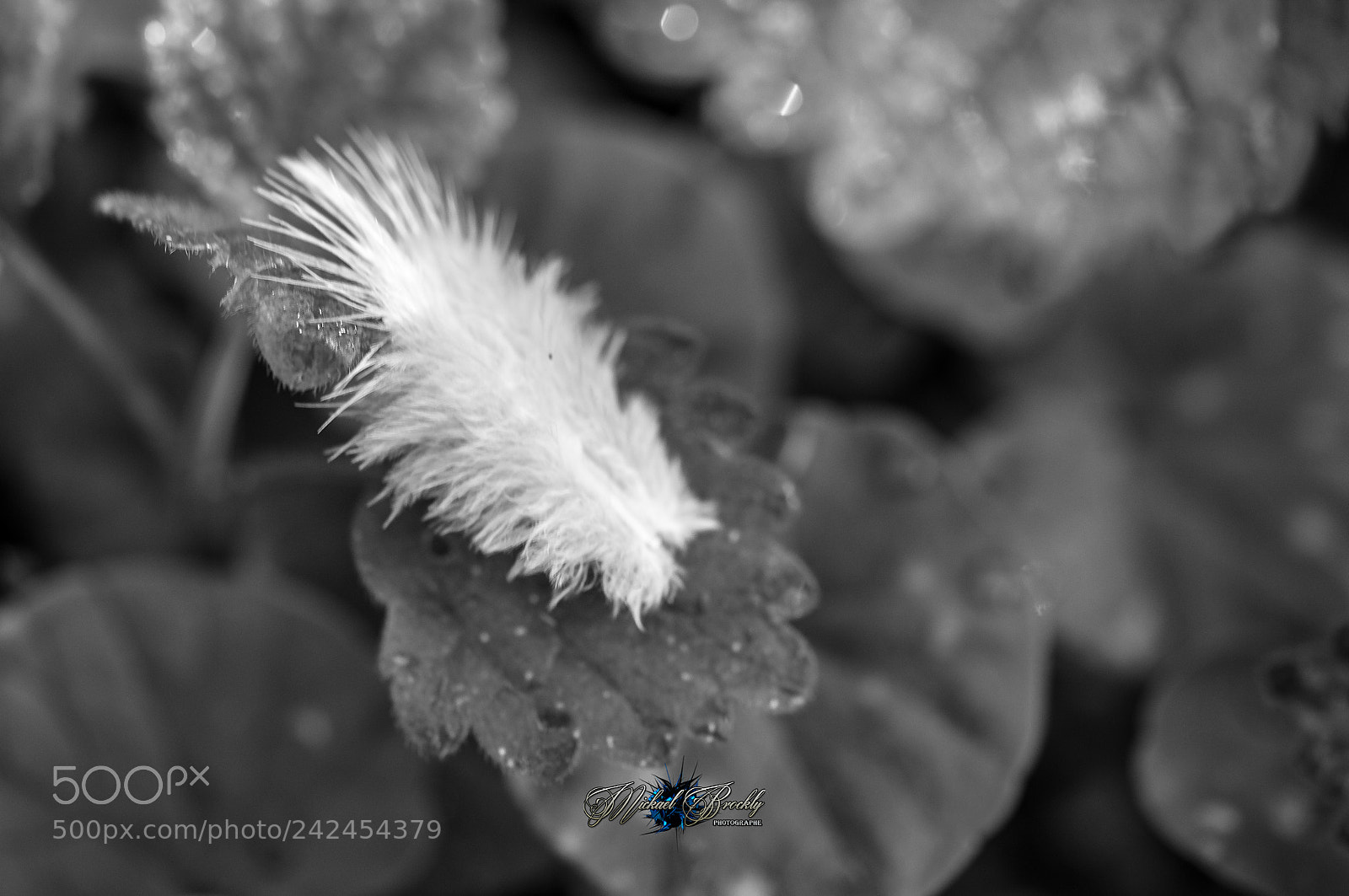 Nikon D300S sample photo. Plume photography