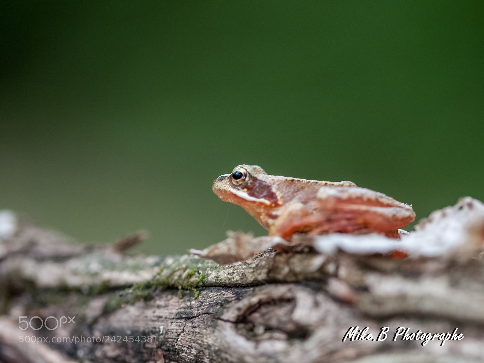 Nikon D300S sample photo. Grenouille photography