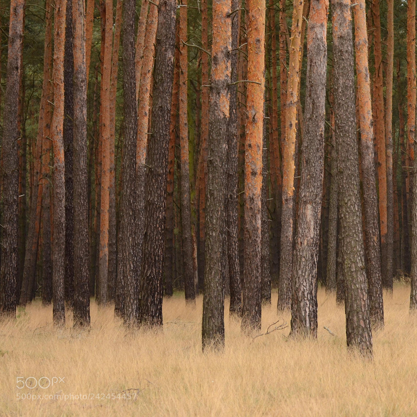 Nikon D5100 sample photo. Forest photography
