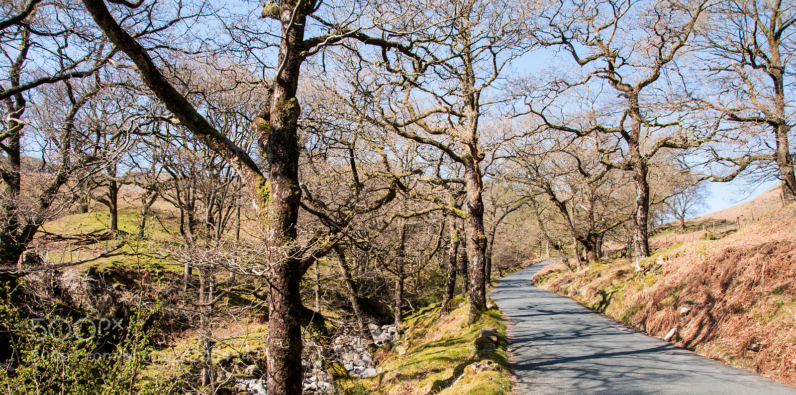 Nikon D90 sample photo. Woodland below honister pass photography
