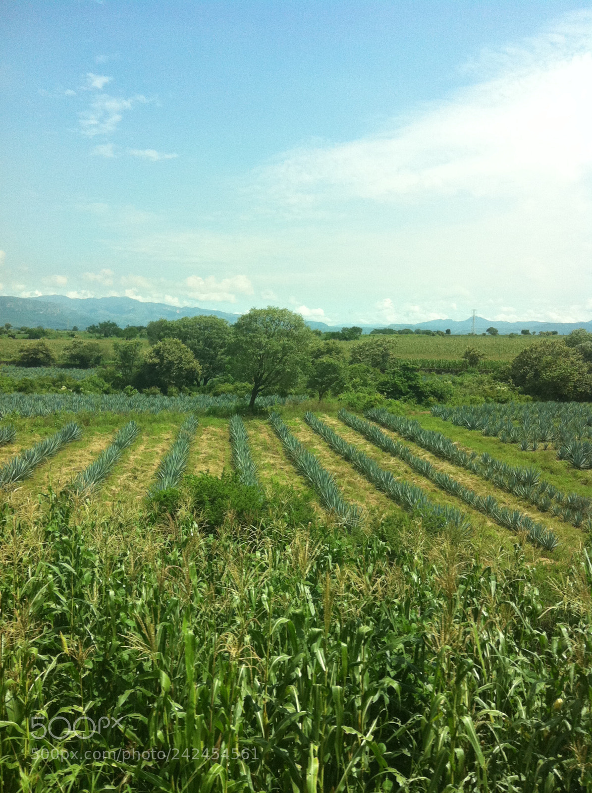 Apple iPhone 4 sample photo. Mexican landscape. photography