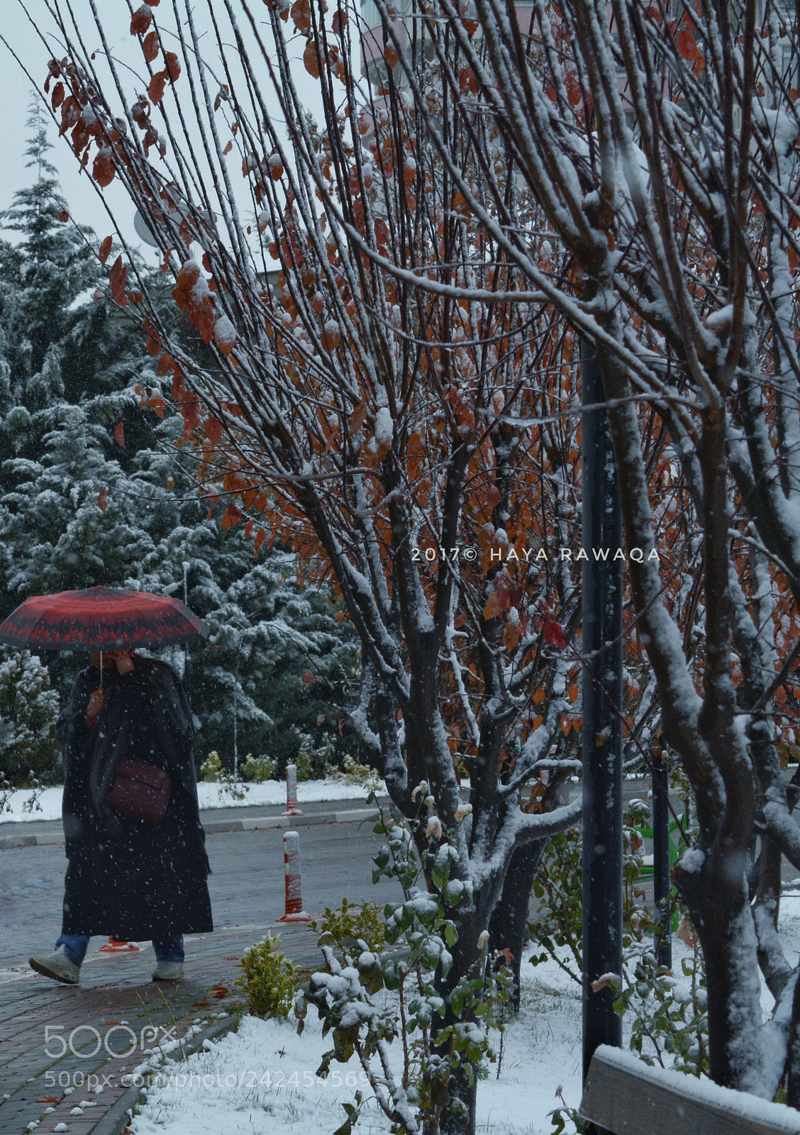 Nikon D7100 sample photo. Life goes on. photography