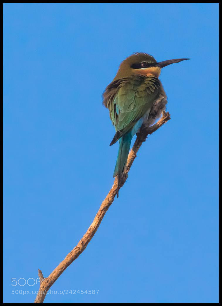 Canon EOS 7D Mark II sample photo. Bee eater photography