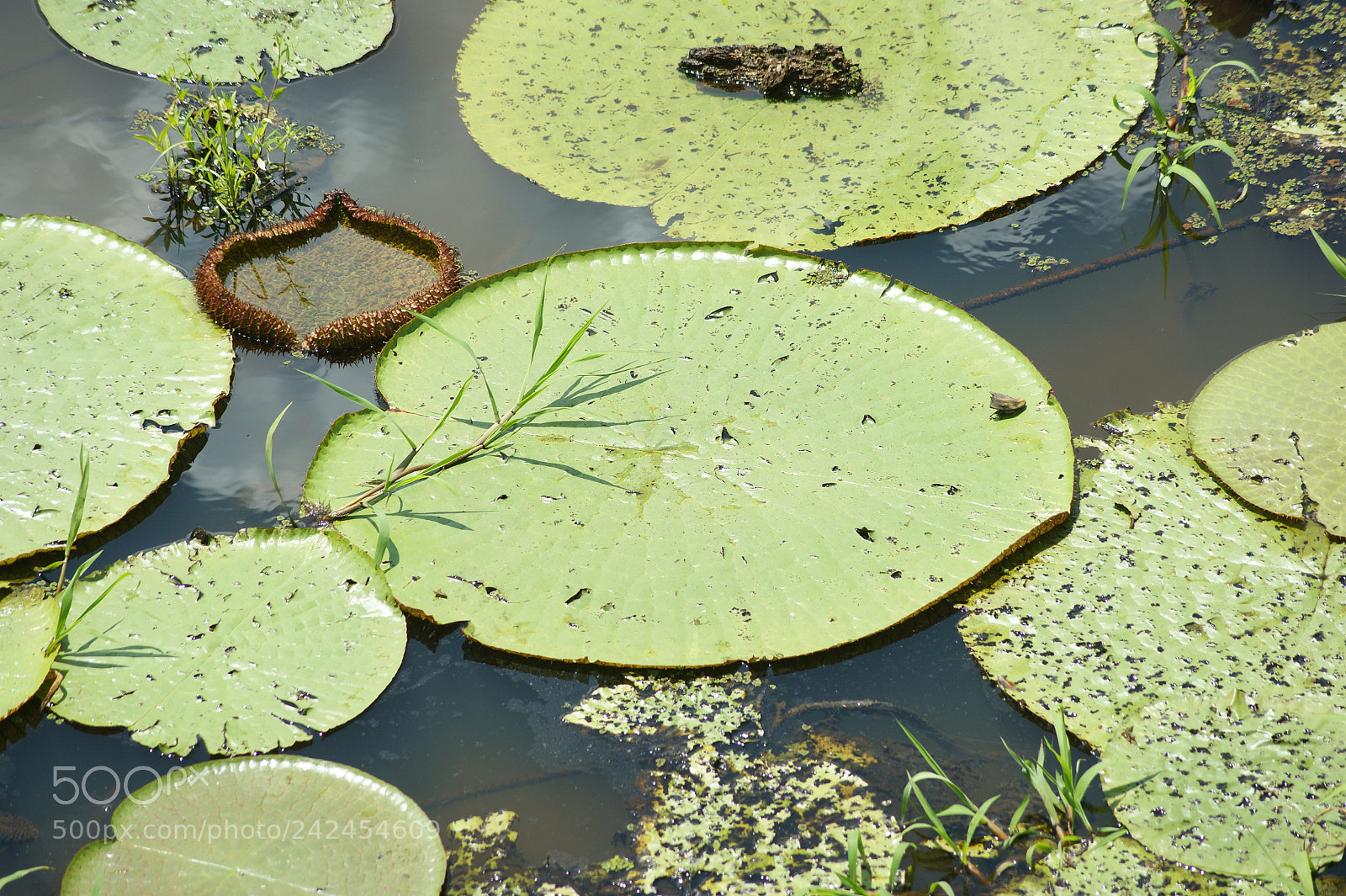 Sony Alpha DSLR-A290 sample photo. Untitled photography