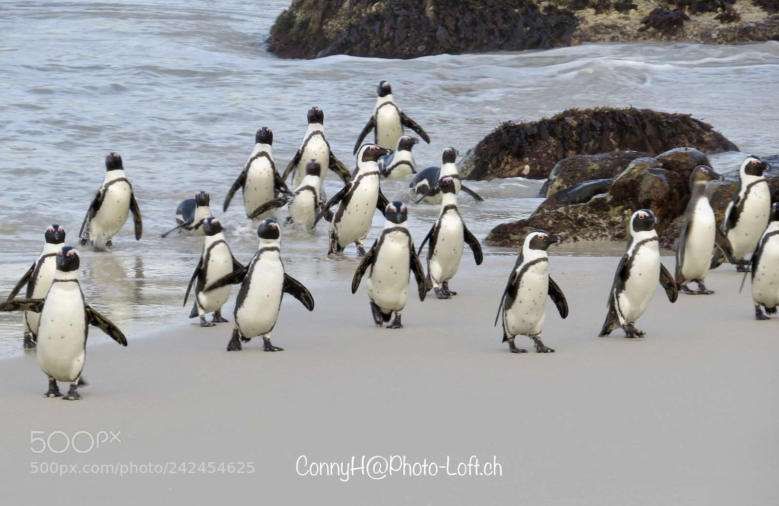 Canon PowerShot SX50 HS sample photo. Pinguine penguins boulders beach photography