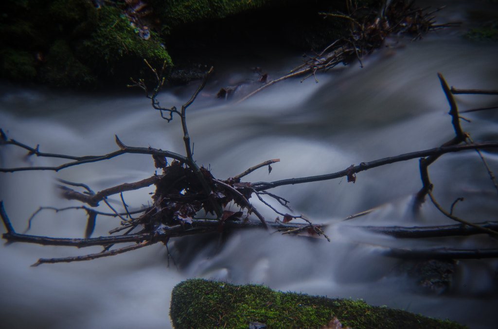branches von dirk derbaum auf 500px.com