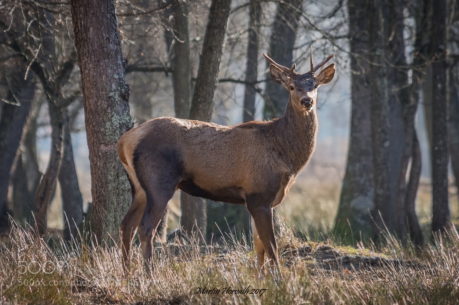 Nikon D7200 sample photo. Young red deer photography