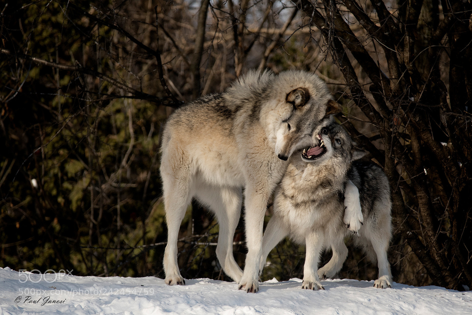 Nikon D500 sample photo. Timber wolves play fighting photography