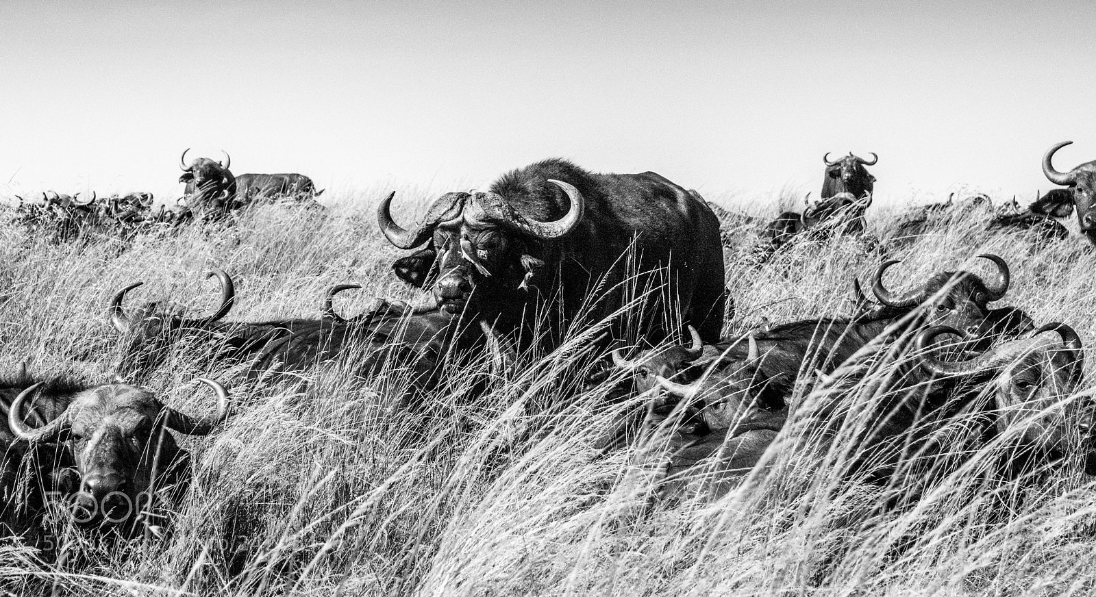 Nikon D5500 sample photo. Buffalos used to say... photography