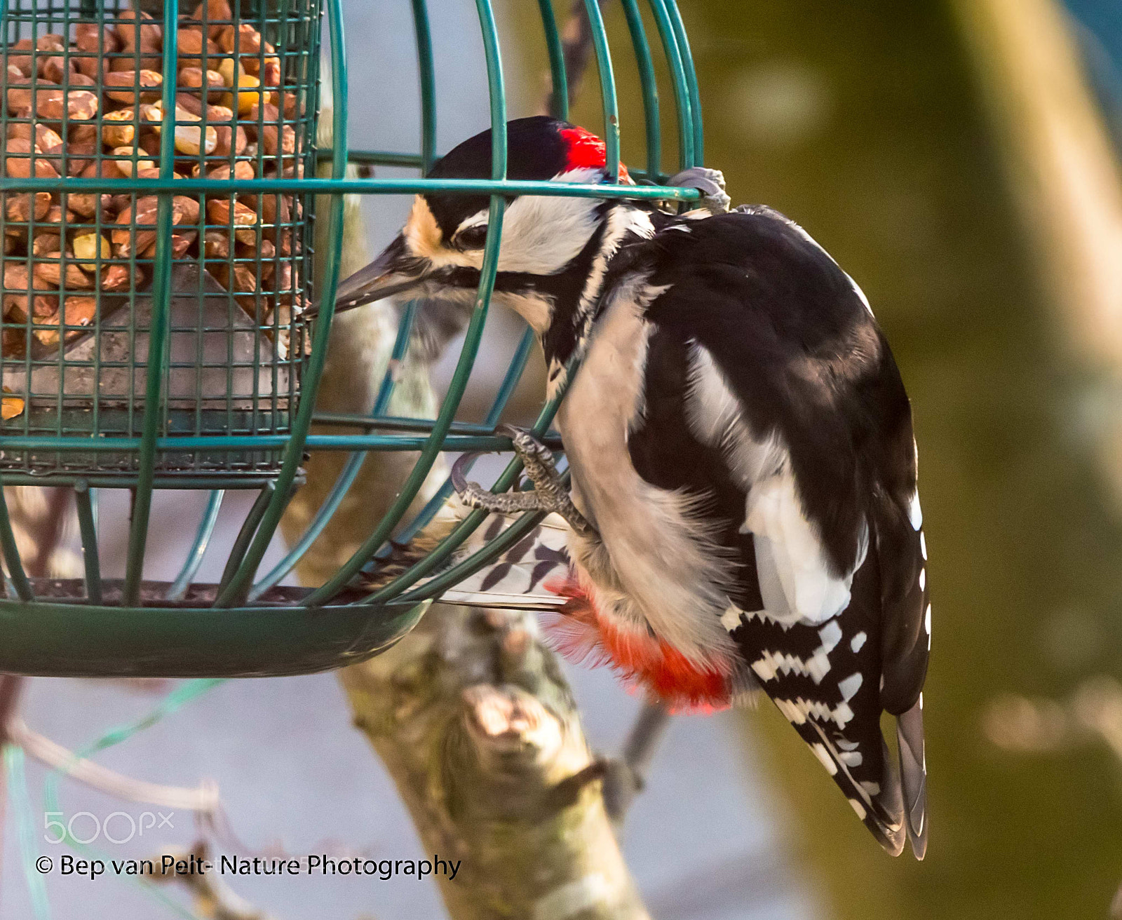 Nikon AF-S Nikkor 200-500mm F5.6E ED VR sample photo. His daily meal photography