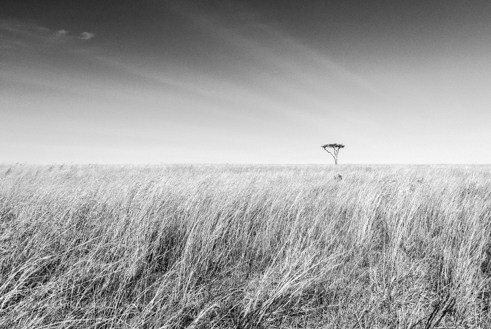 Nikon D5500 sample photo. Lonely tree photography